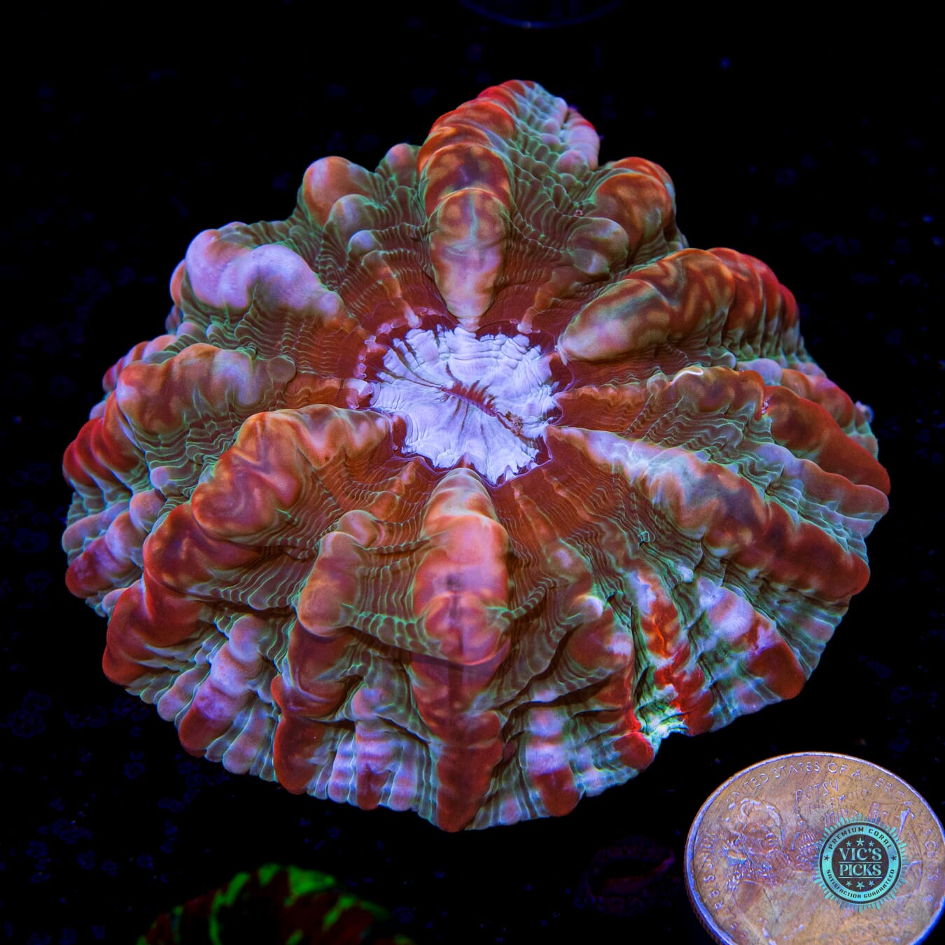Strawberry Drip Indophyllia - Actinic Photo