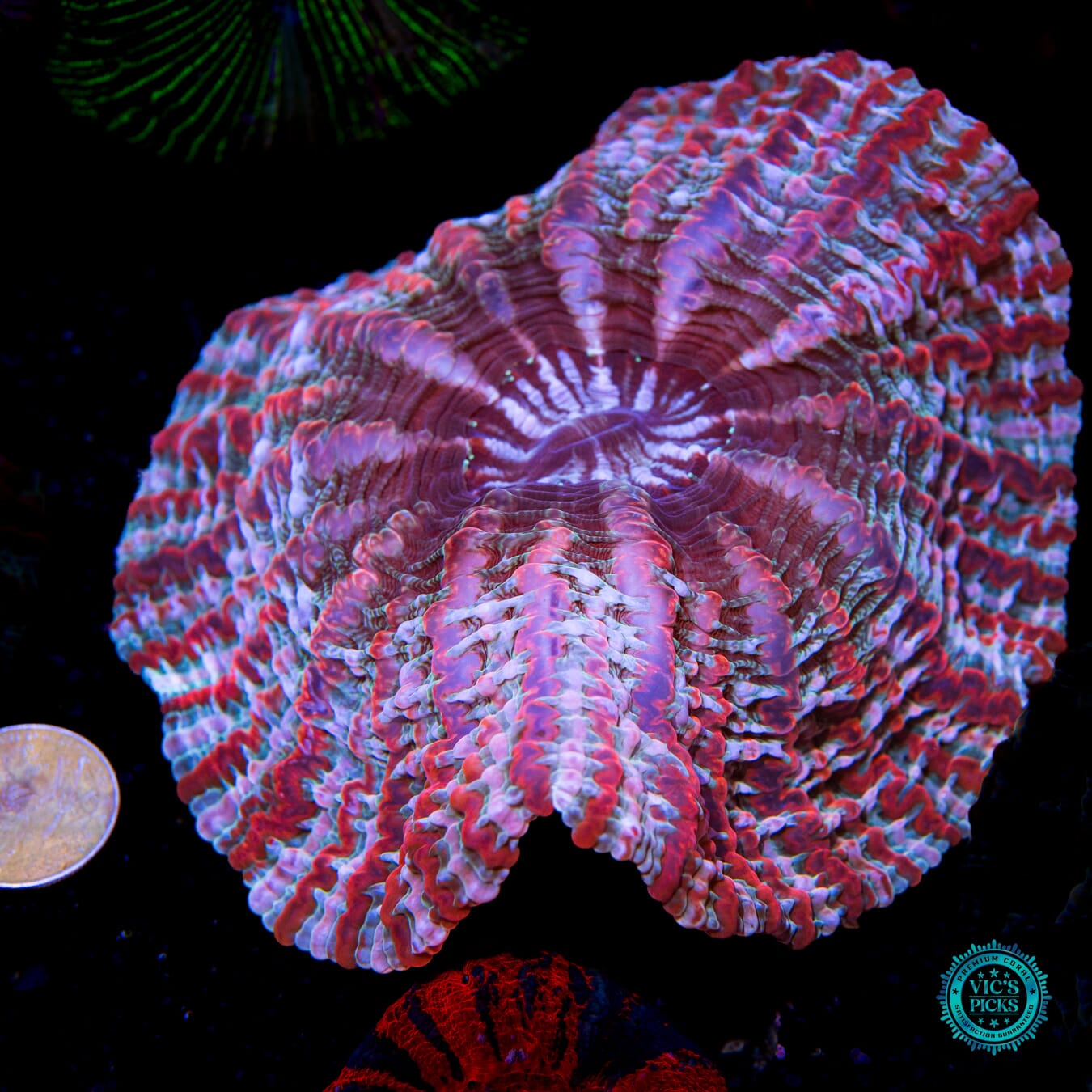 Psychedelic Shock Tart Indophyllia - Actinic Photo