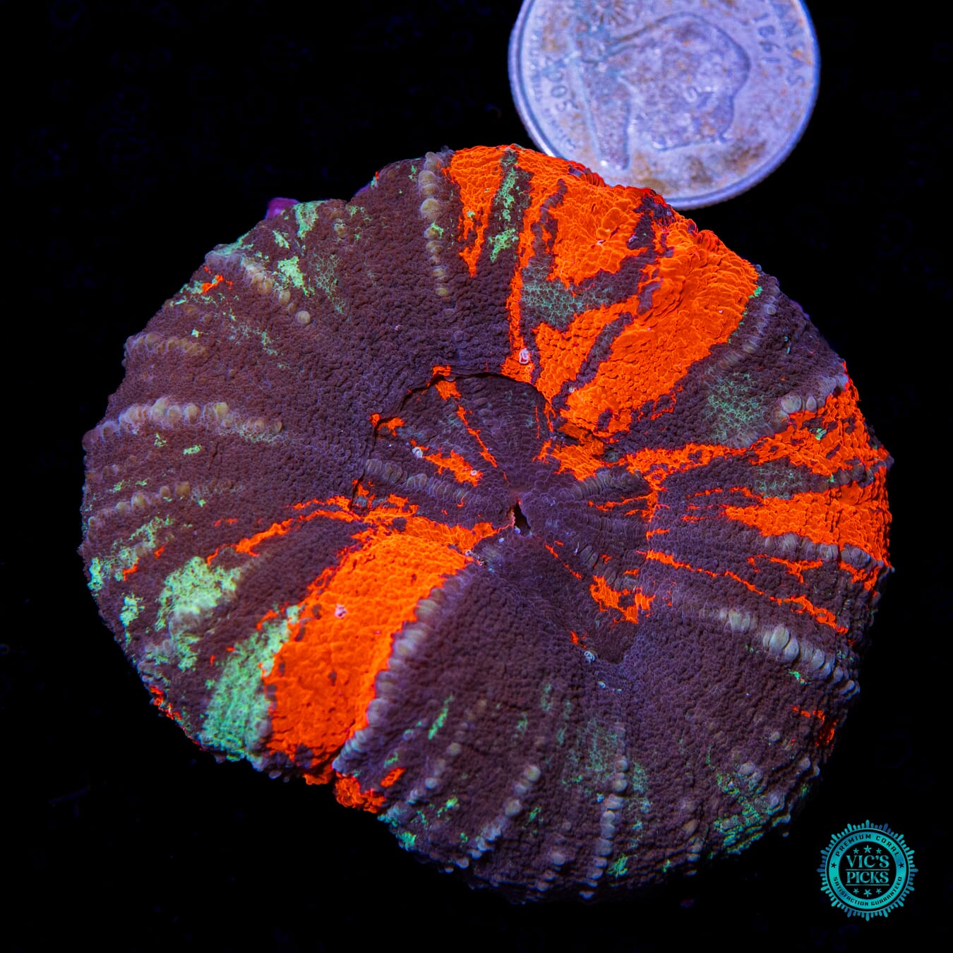 Abdominable Warpaint Scolymia - Actinic Photo