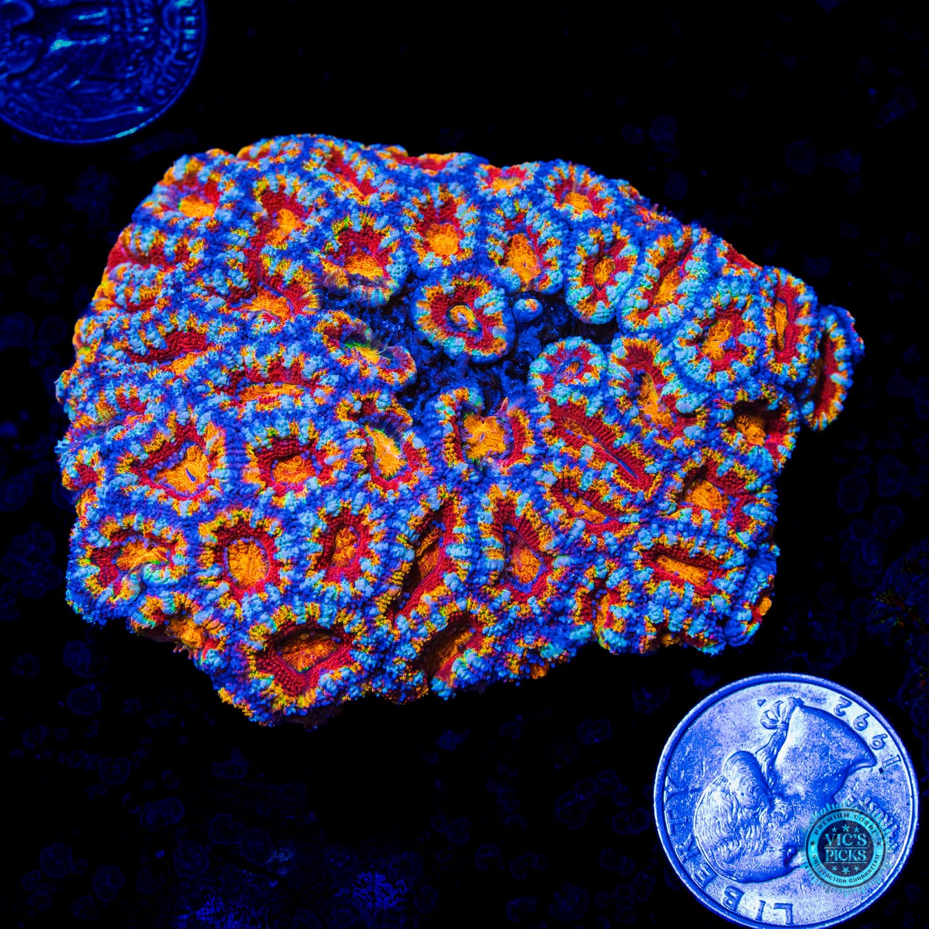 Crazy Kaleidoscope Aussie Lord - Actinic Photo