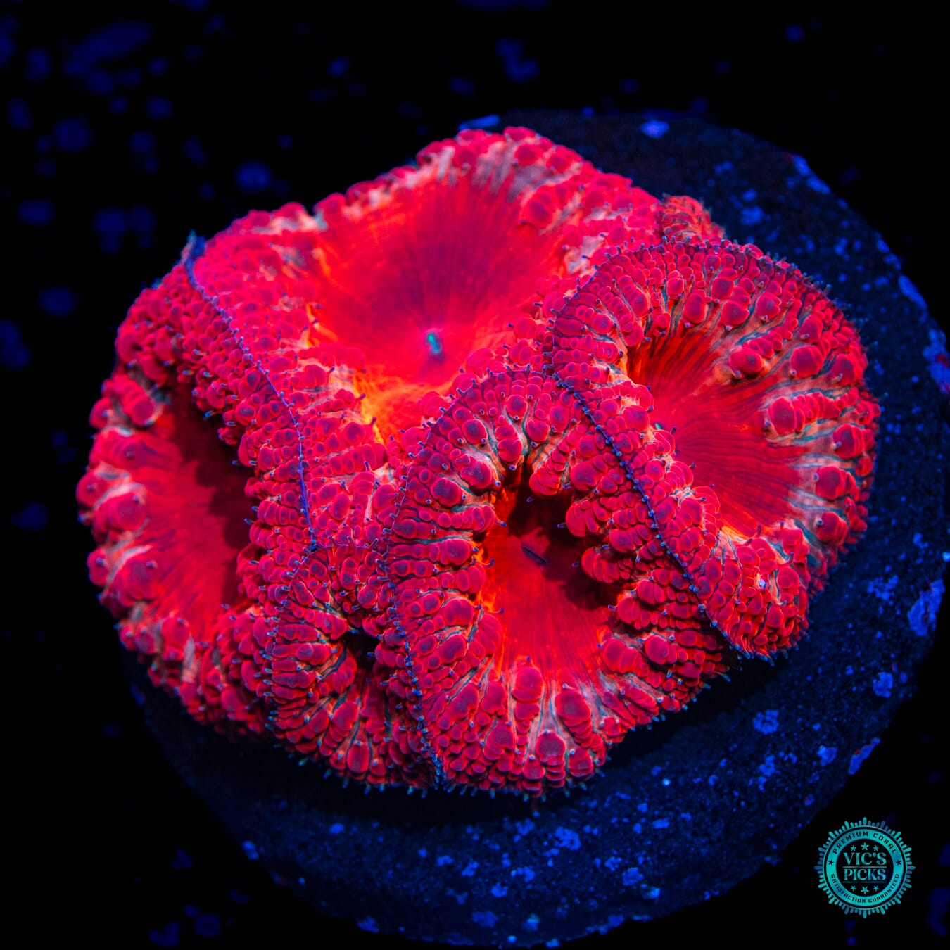 Crimson Crusader Blastomussa - Daylight Photo