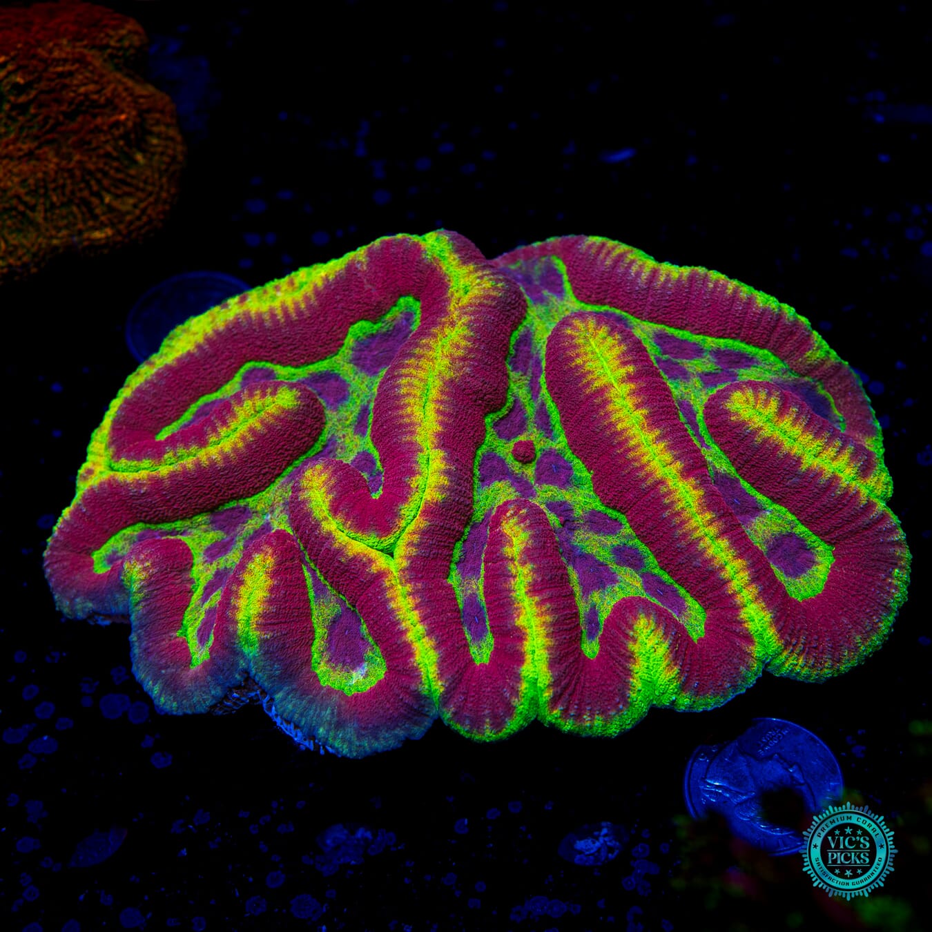 Soul Harvester Symphyllia - Daylight Photo