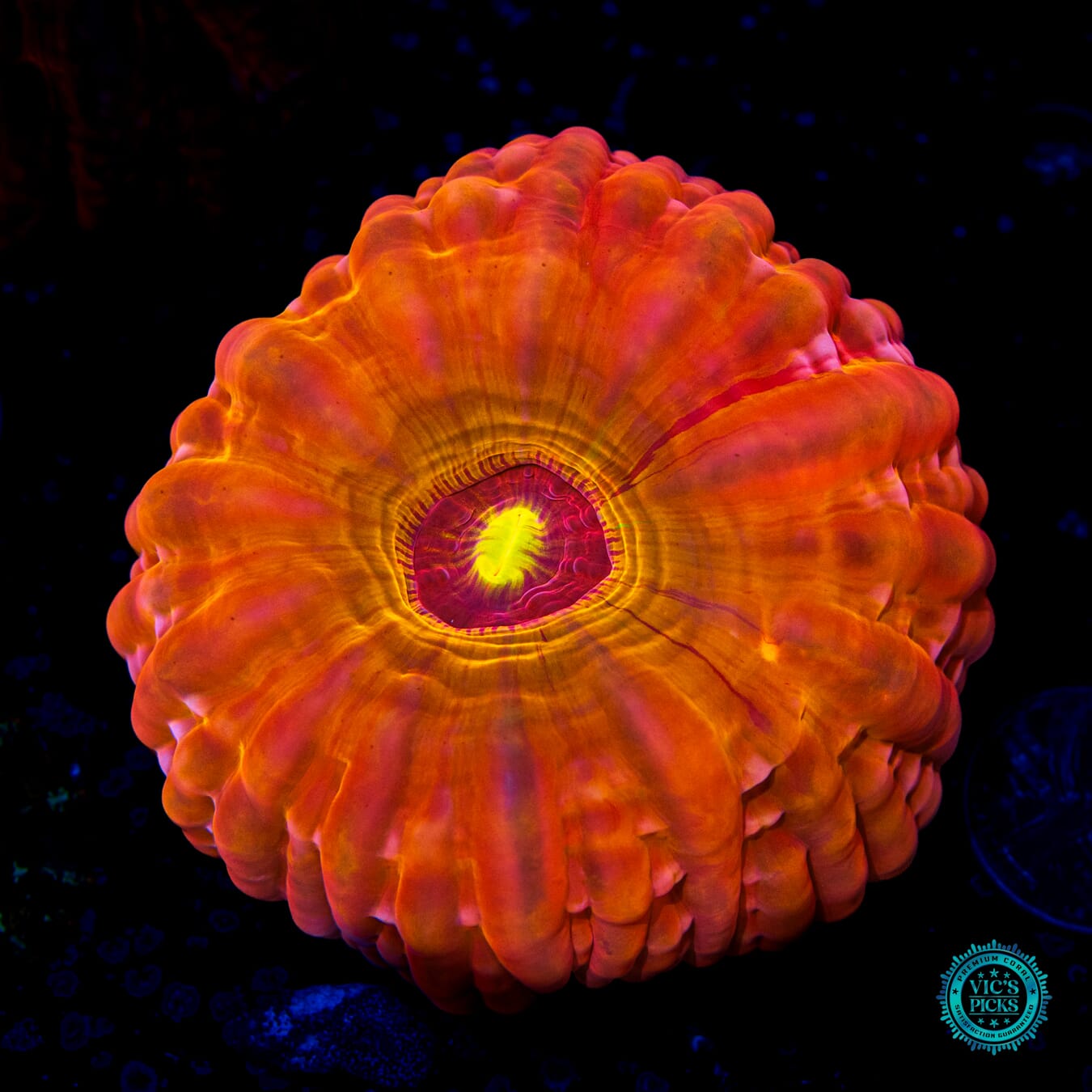Blood Moon Cynarina - Daylight Photo