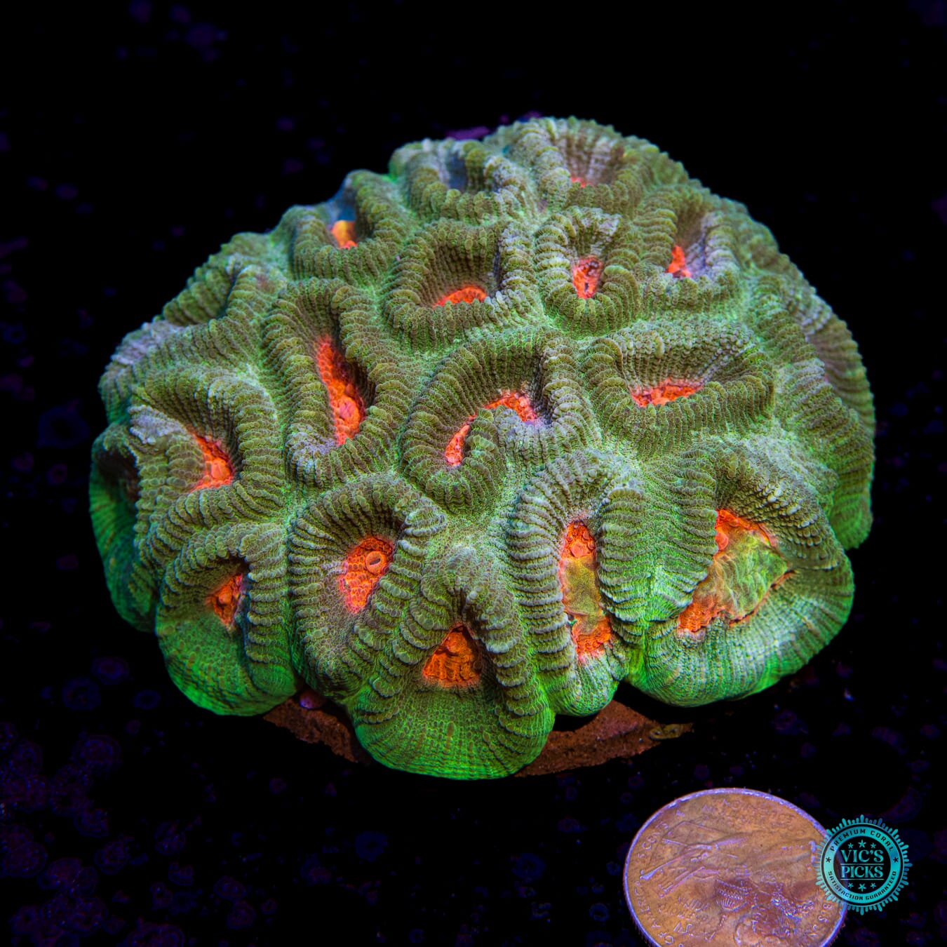 Rambo Favia - Actinic Photo