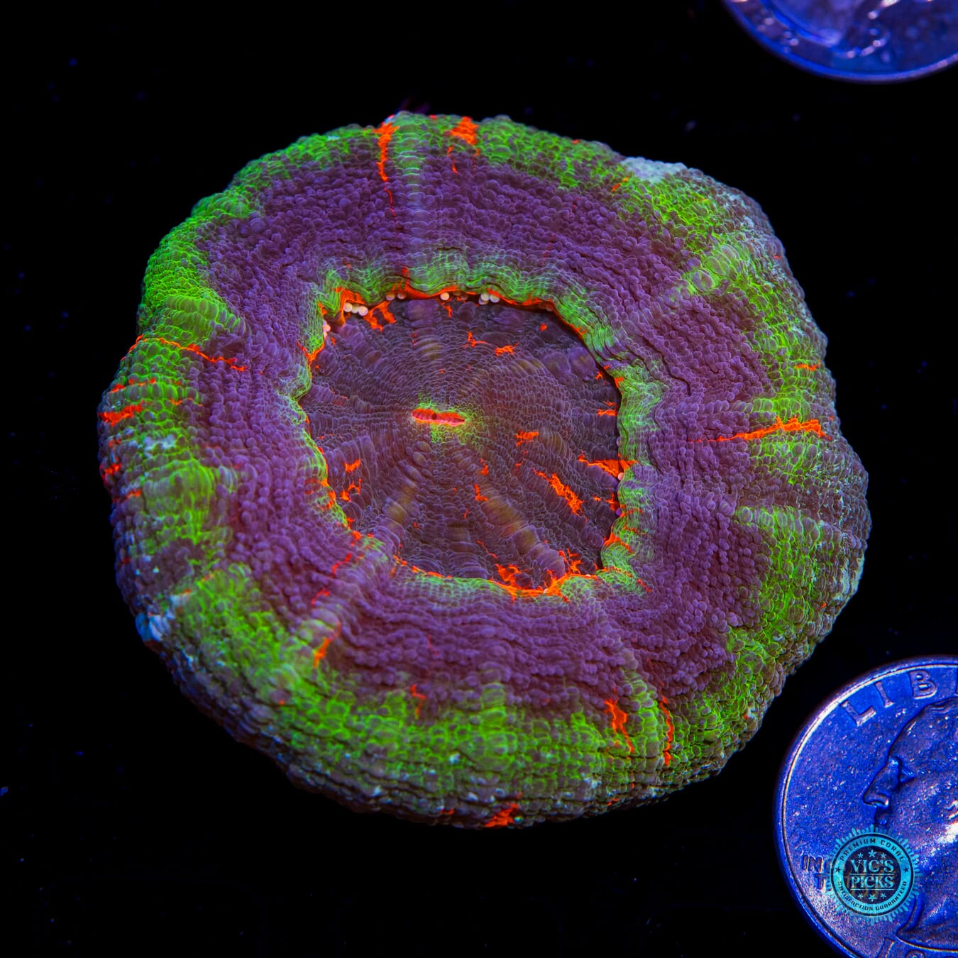 Master of the Seas Scolymia - Actinic Photo