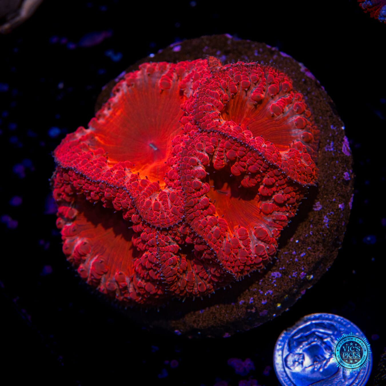Crimson Crusader Blastomussa - Actinic Photo