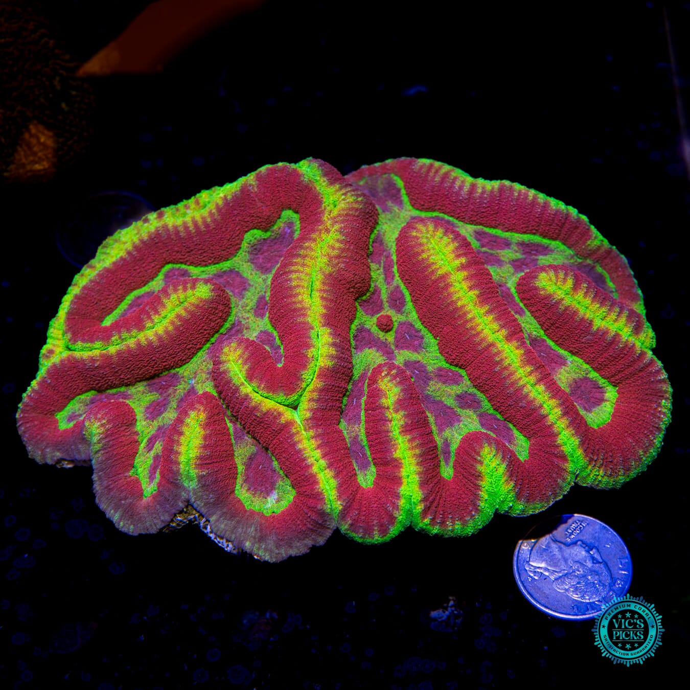 Soul Harvester Symphyllia - Actinic Photo