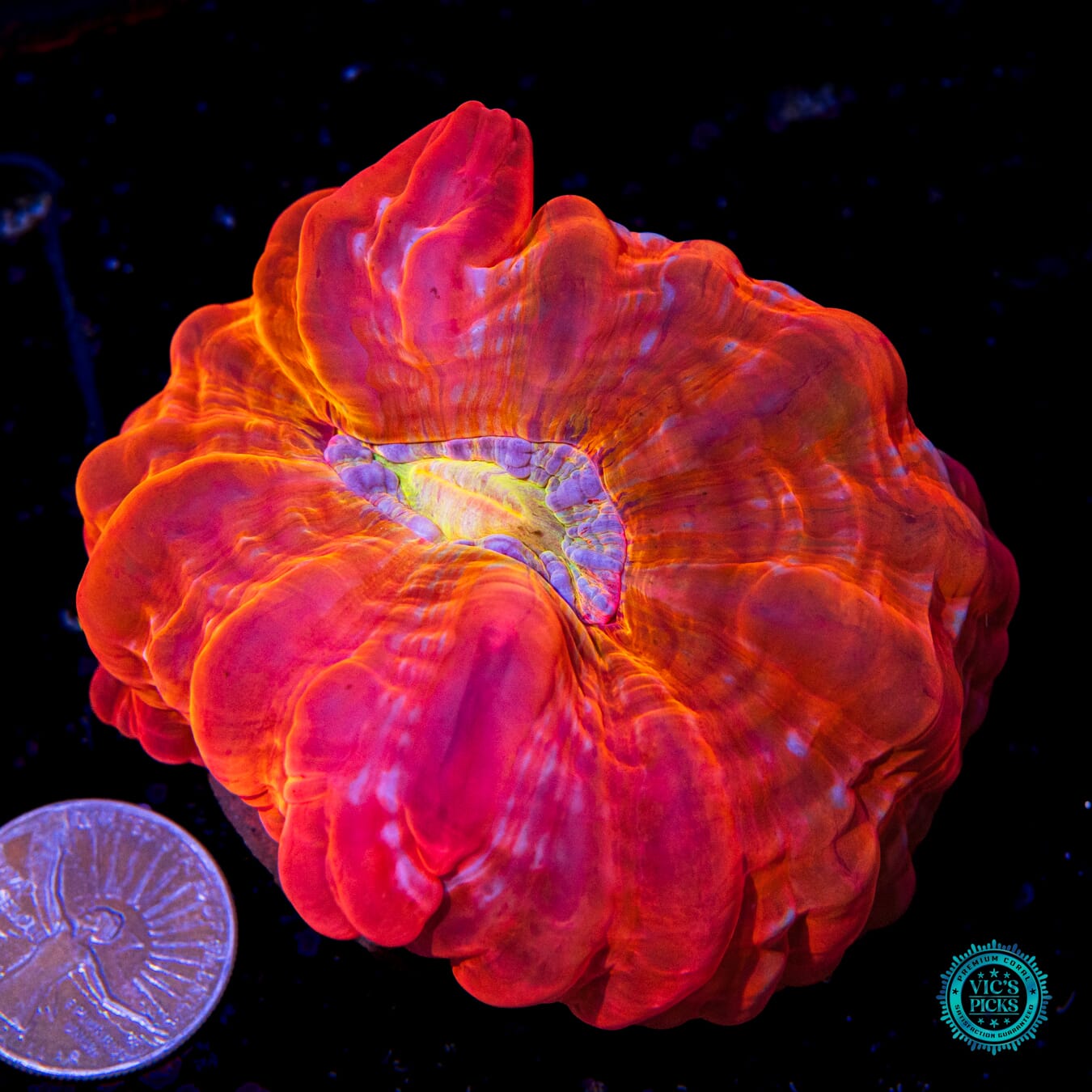 Fight Club Cynarina - Actinic Photo
