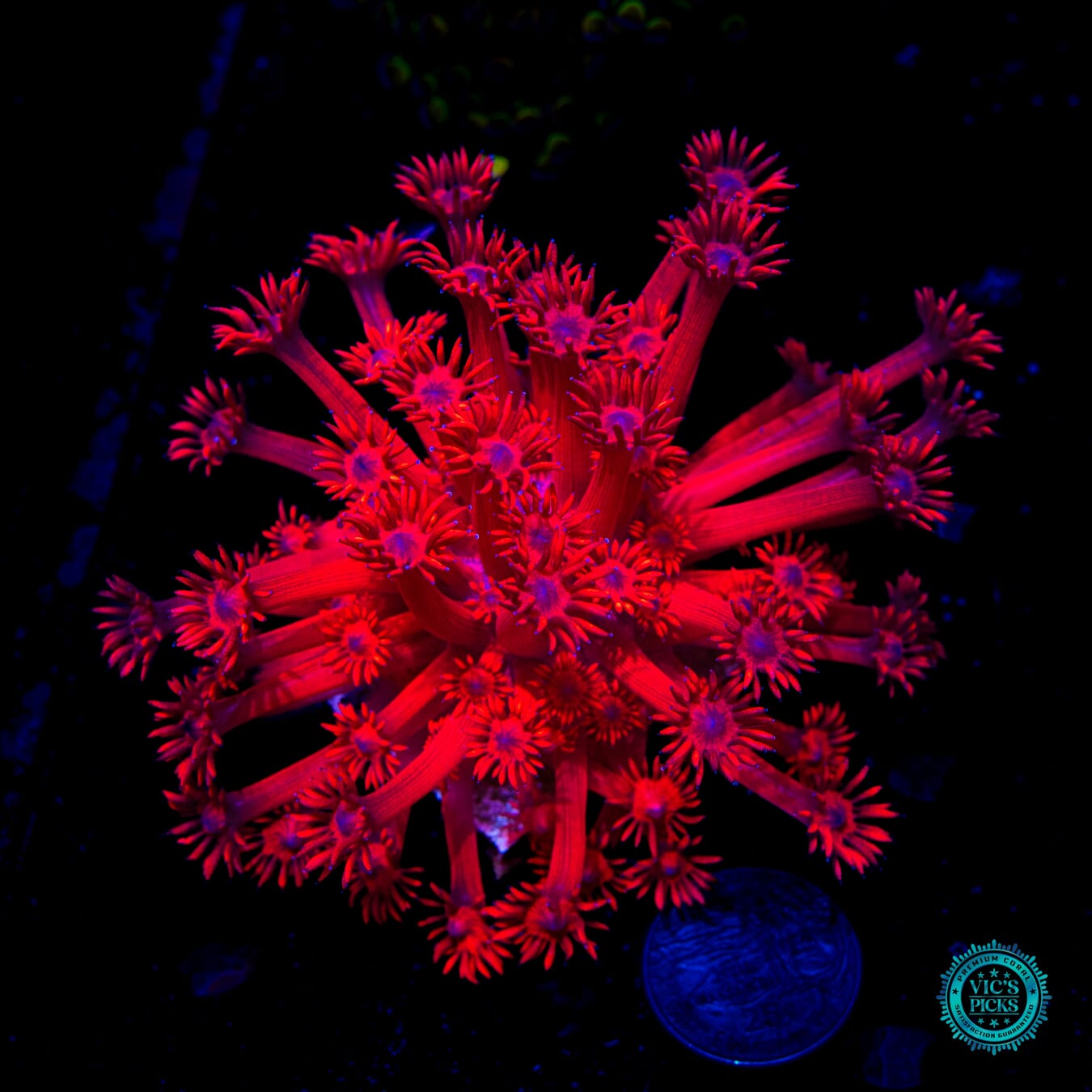 Cherry Red Goniopora - Daylight Photo