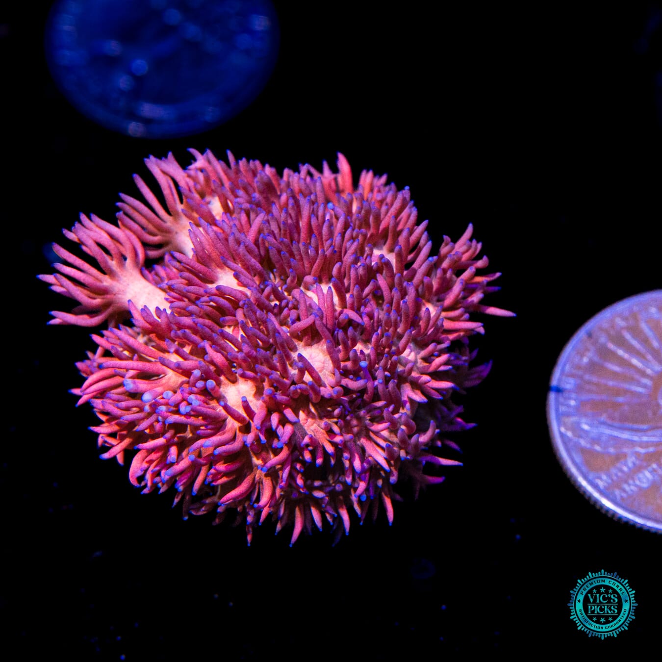 WWC Pink Freak Goniopora - Actinic Photo