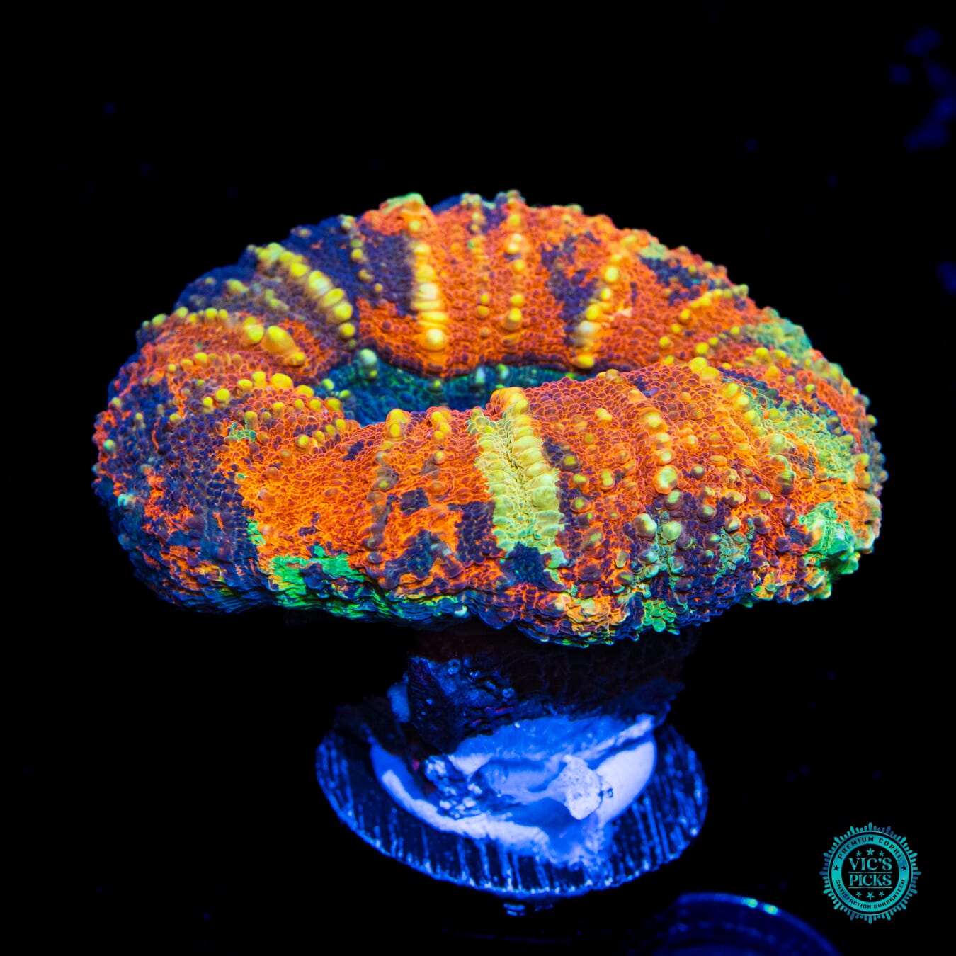 Lechonkskers Rainbow Lobophyllia - Daylight Photo