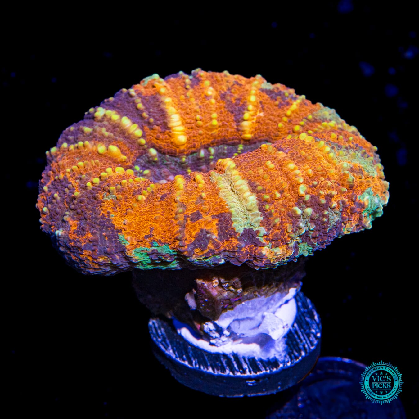 Lechonkskers Rainbow Lobophyllia - Actinic Photo