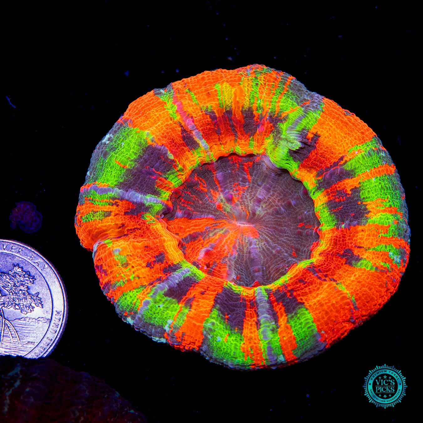 Be My Master Scolymia - Actinic Photo