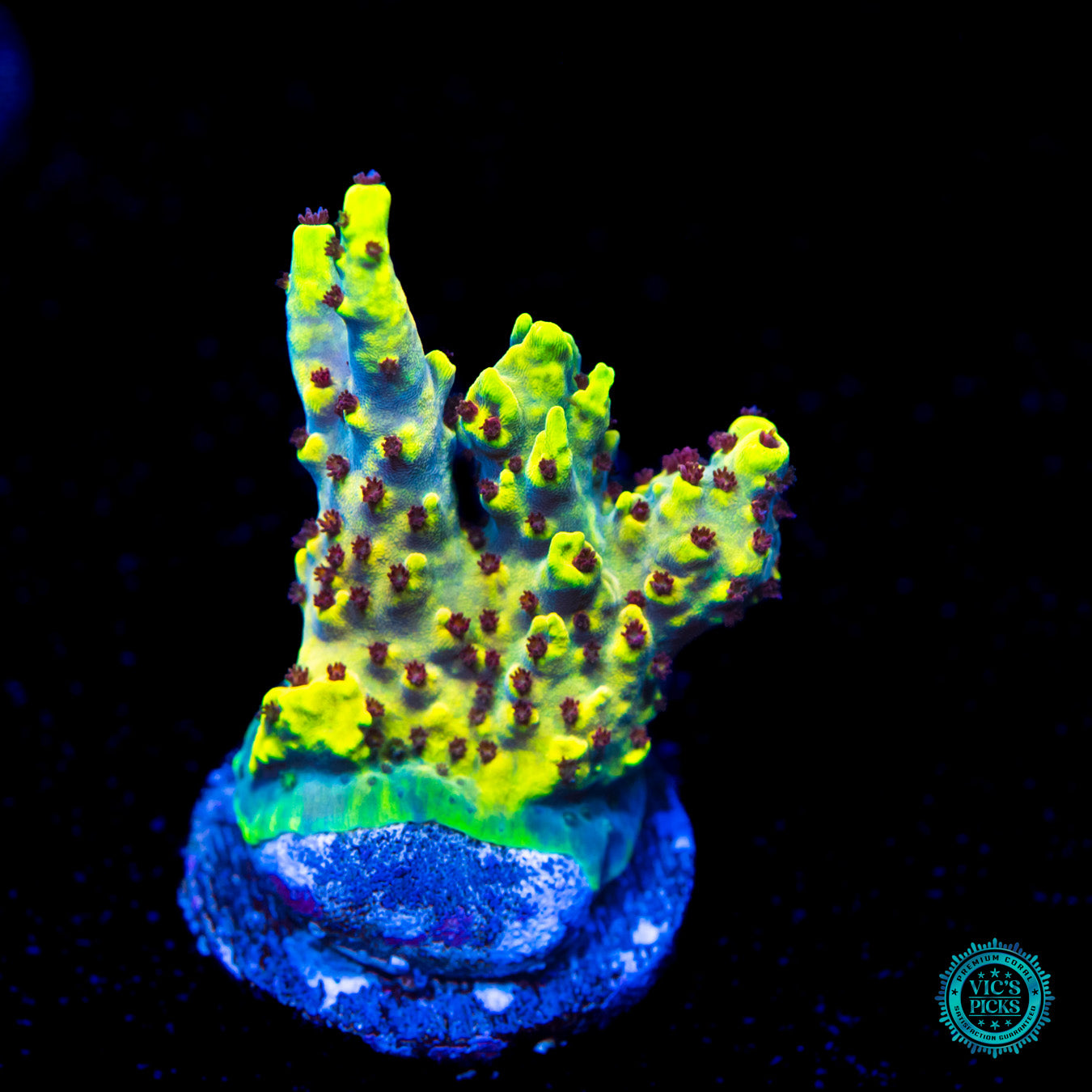 WWC Yellow Fever Acropora