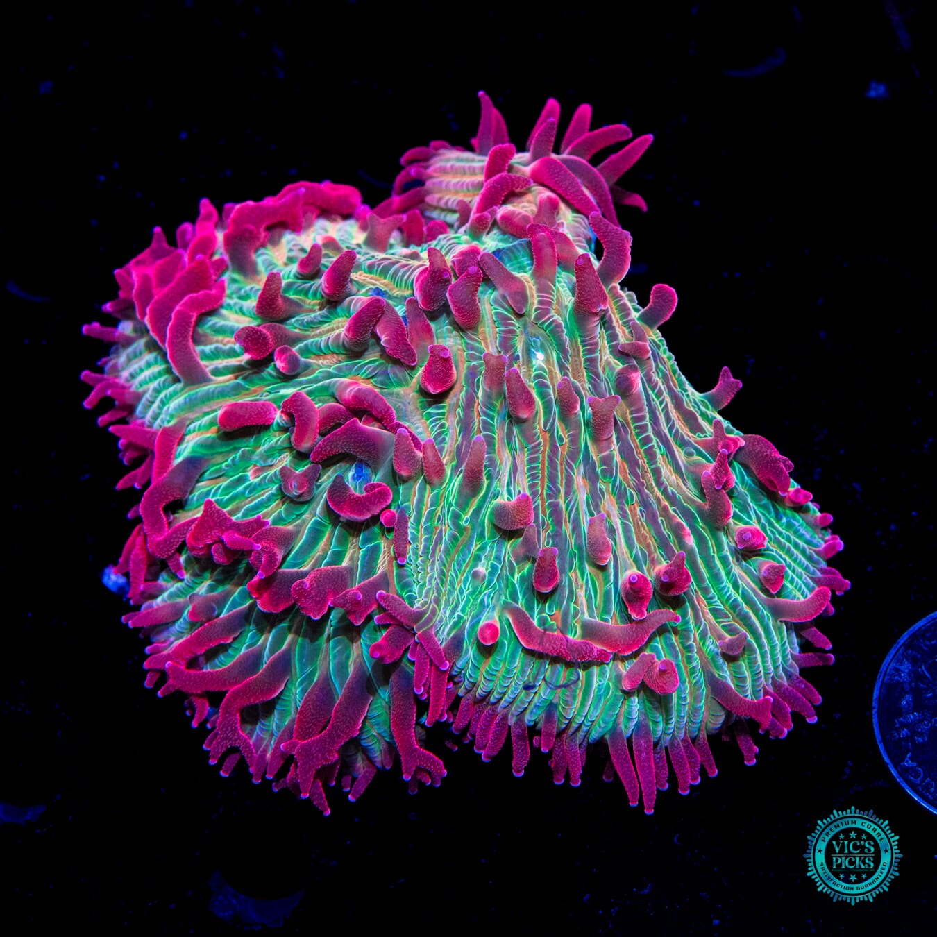 WWC Zombie Apocolypse Diaseris Plate Coral - Daylight Photo