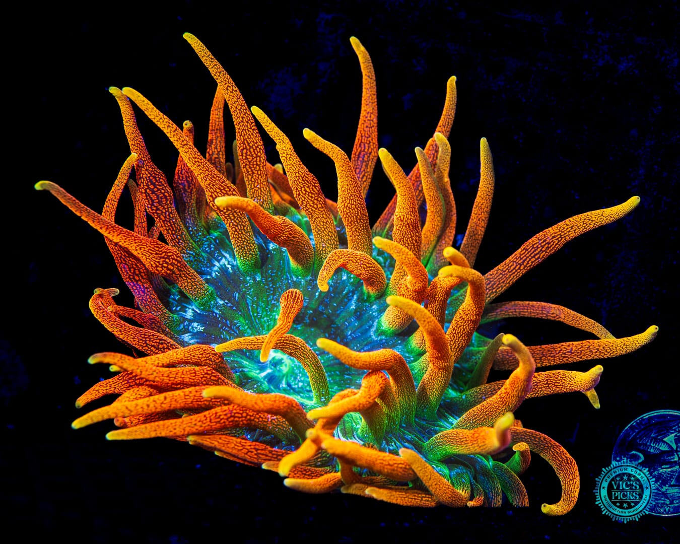 Colorado Sunburst Bubble Anemone - Daylight Photo