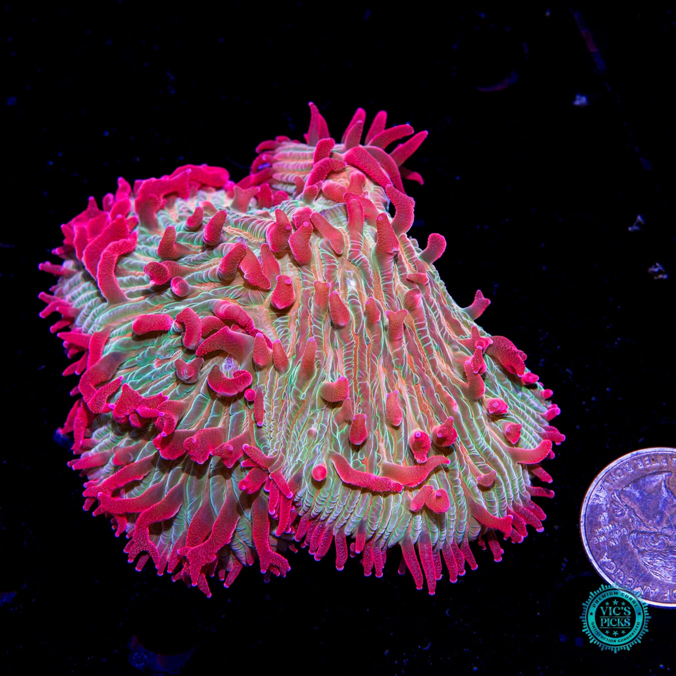 WWC Zombie Apocolypse Diaseris Plate Coral - Actinic Photo