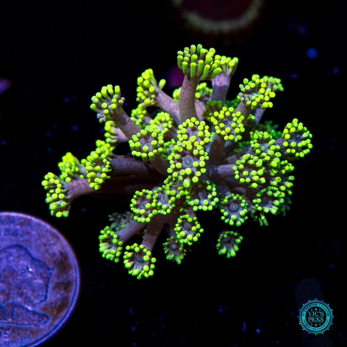 WWC Hail Hydra Goniopora - Actinic Photo