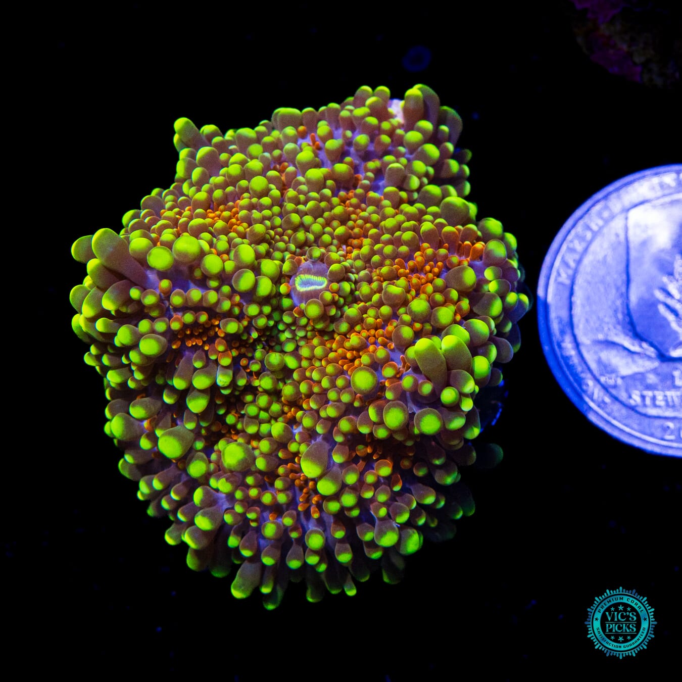 Sun Scorched Yuma Mushroom - Actinic Photo