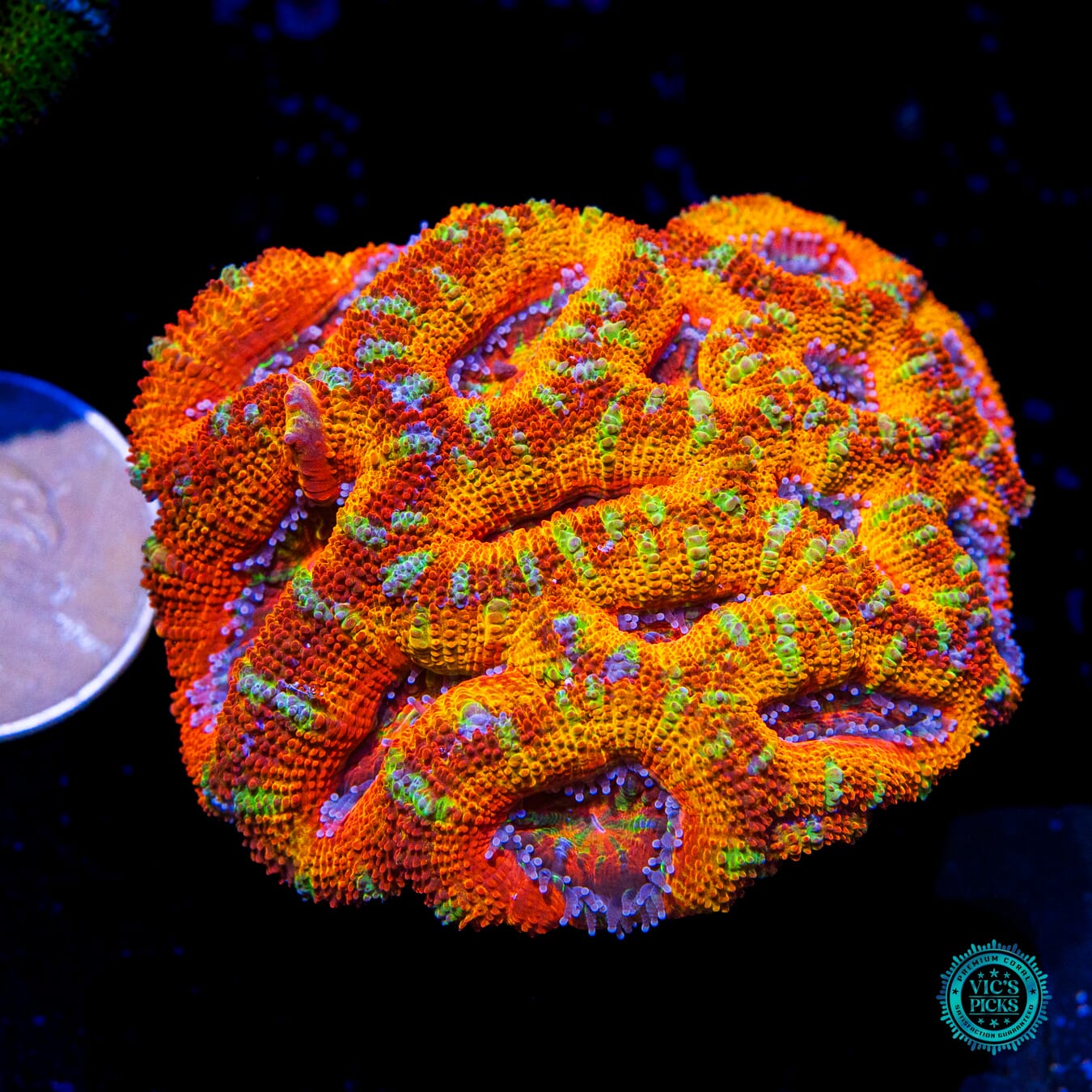 Absolute Bonkerz Aussie Lord - Actinic Photo