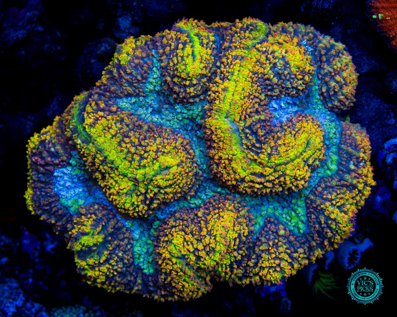 Golden Rainbow Carpet Lobophyllia - Daylight Photo