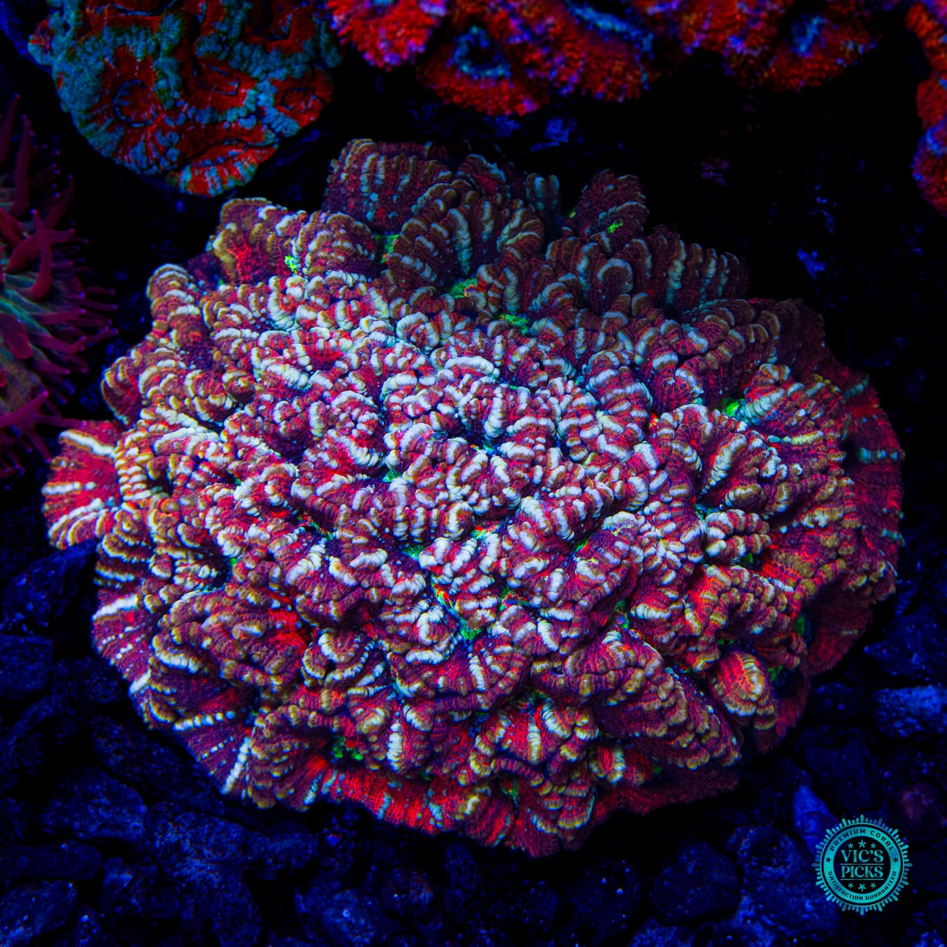 Silver Tiger Symphyllia Wilsoni - Daylight Photo