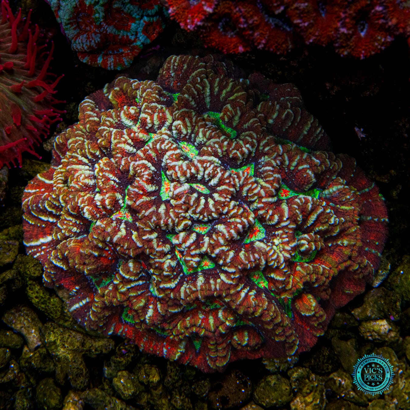 Silver Tiger Symphyllia Wilsoni - Actinic Photo