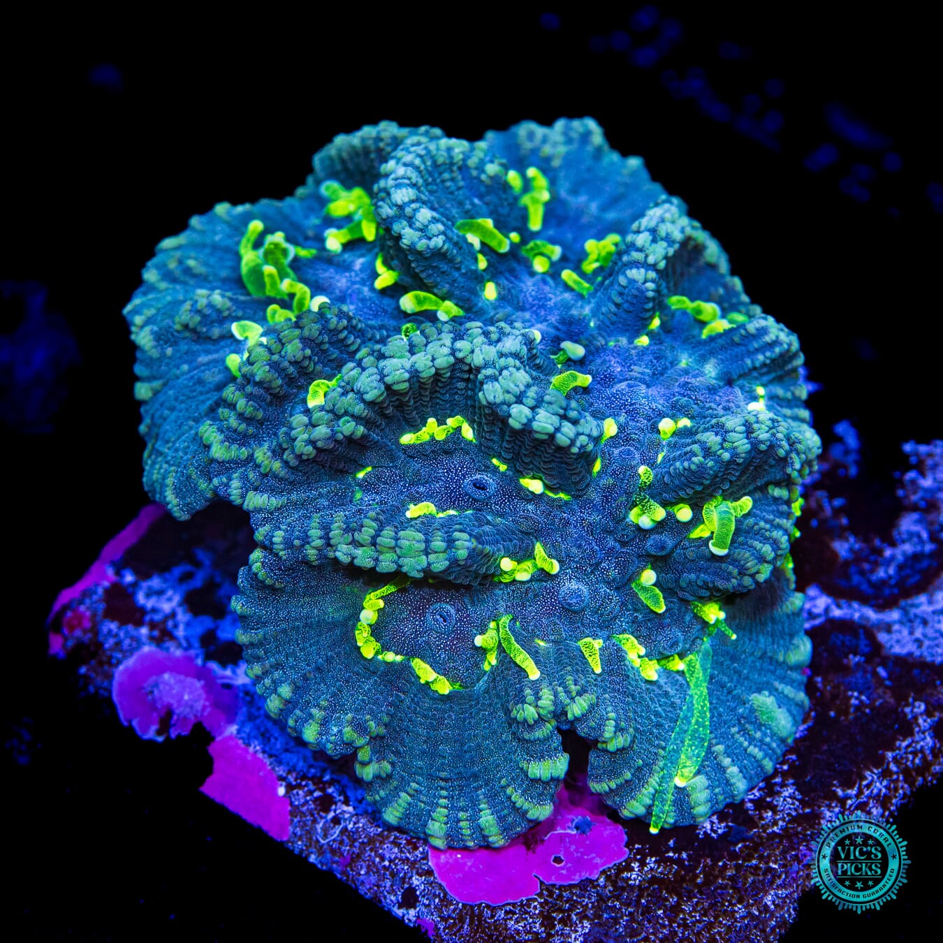 WWC Neon Polyp Blue Oulophyllia