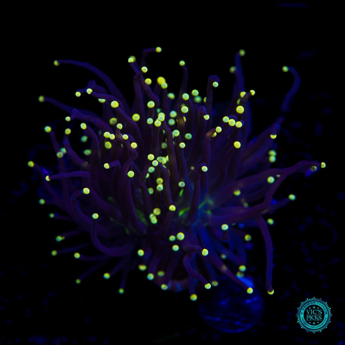 Poison Tipped Torch - Daylight Photo