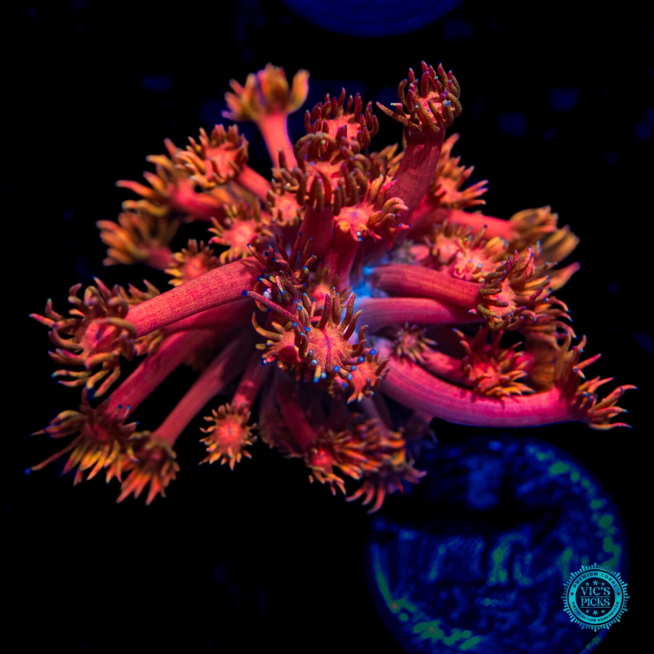 WWC Mango King Goniopora - Daylight Photo