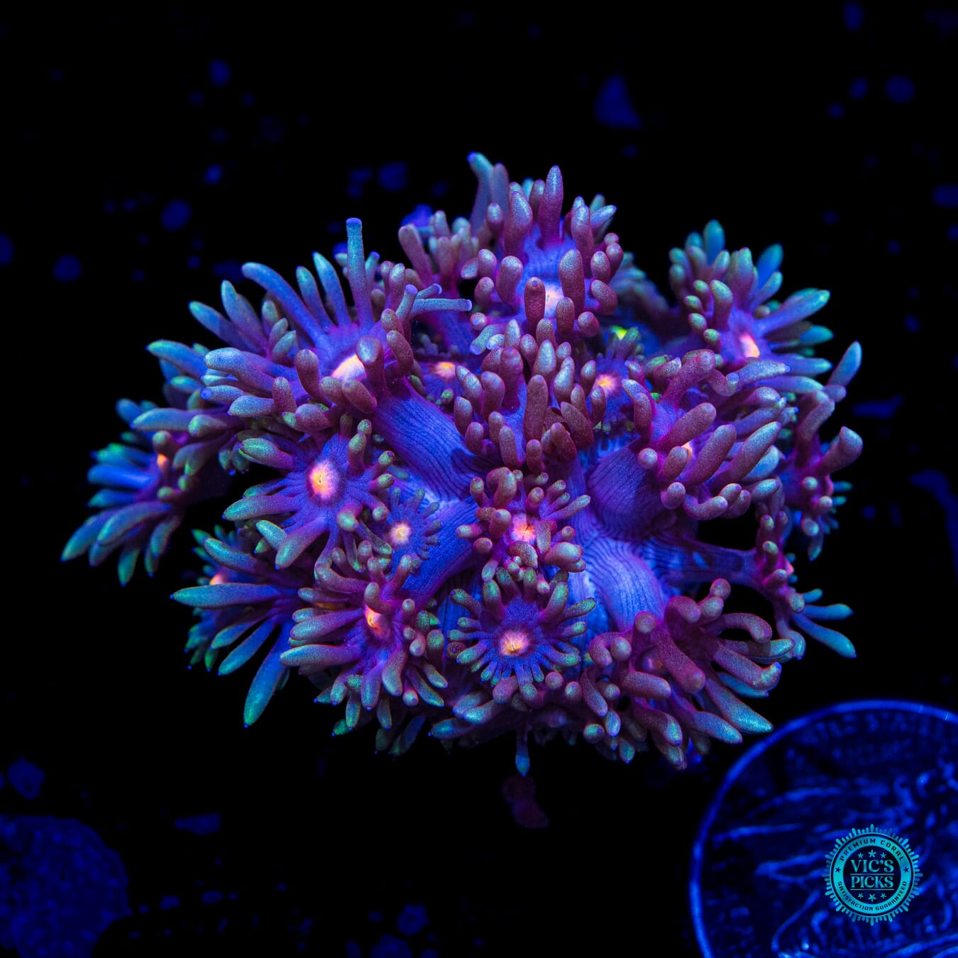 Purple Parrot Goniopora - Daylight Photo
