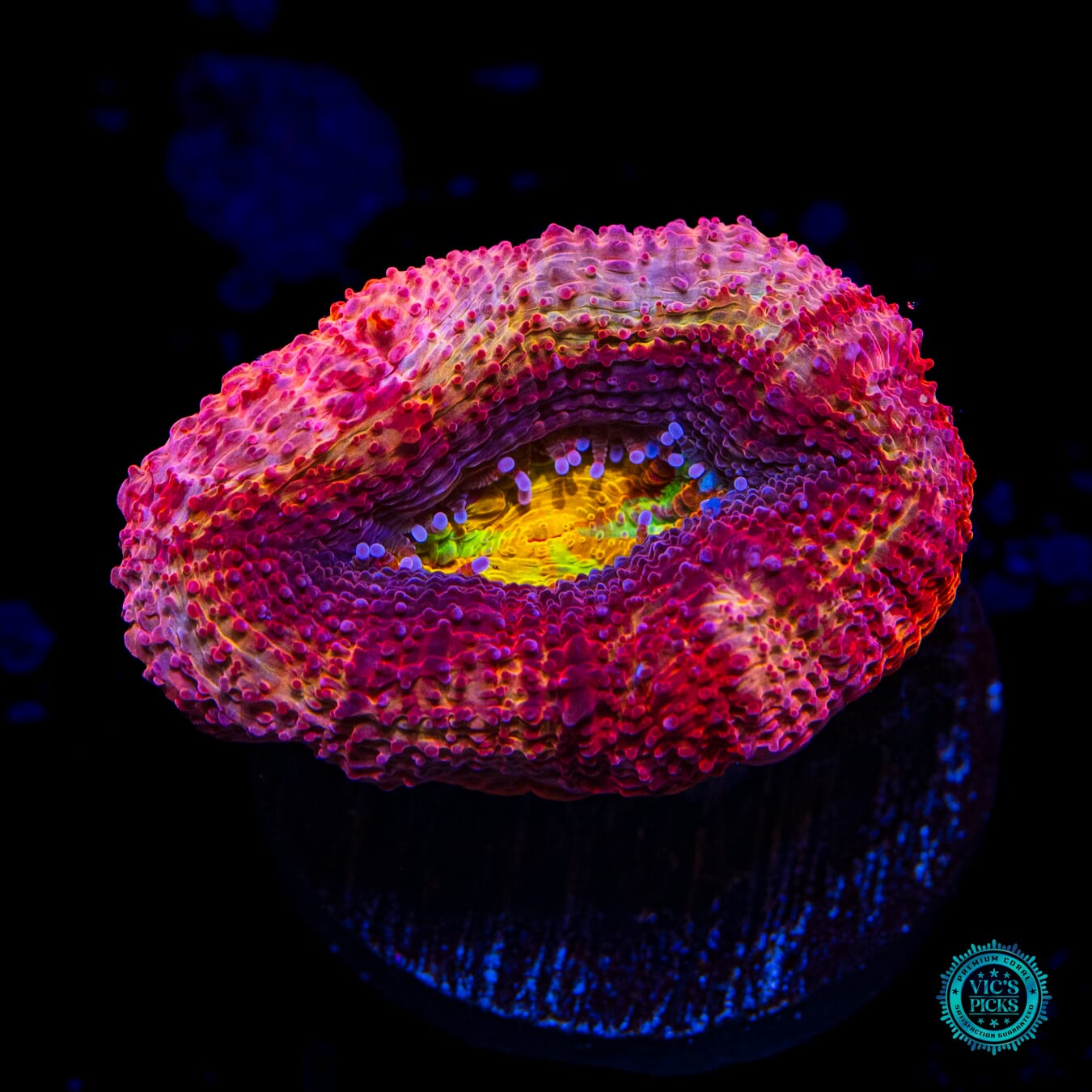 WWC Master of the Elements Bowerbanki - Daylight Photo