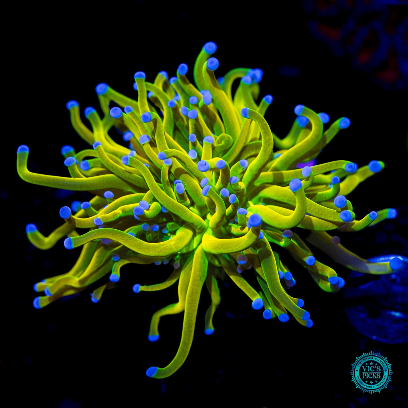 WWC In-House Spawned Banana Grail Torch  - Daylight Photo