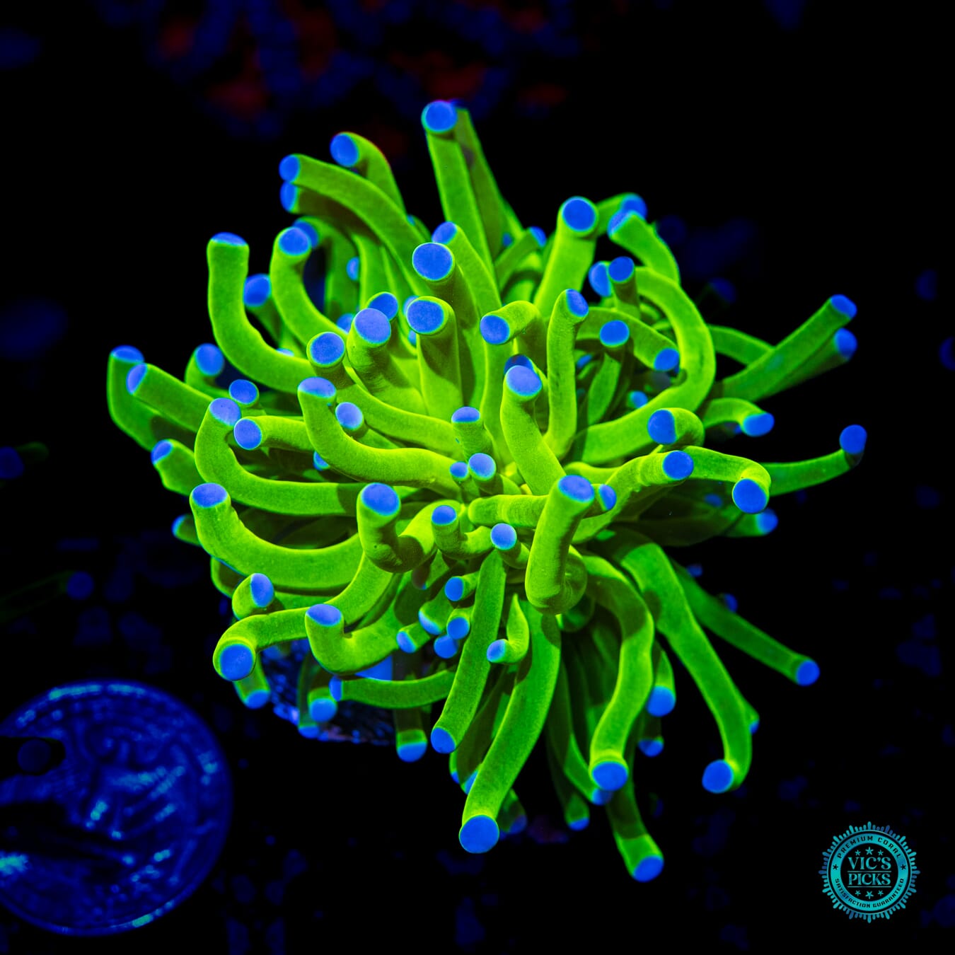 WWC In-House Spawned Blue Tip Torch  - Daylight Photo