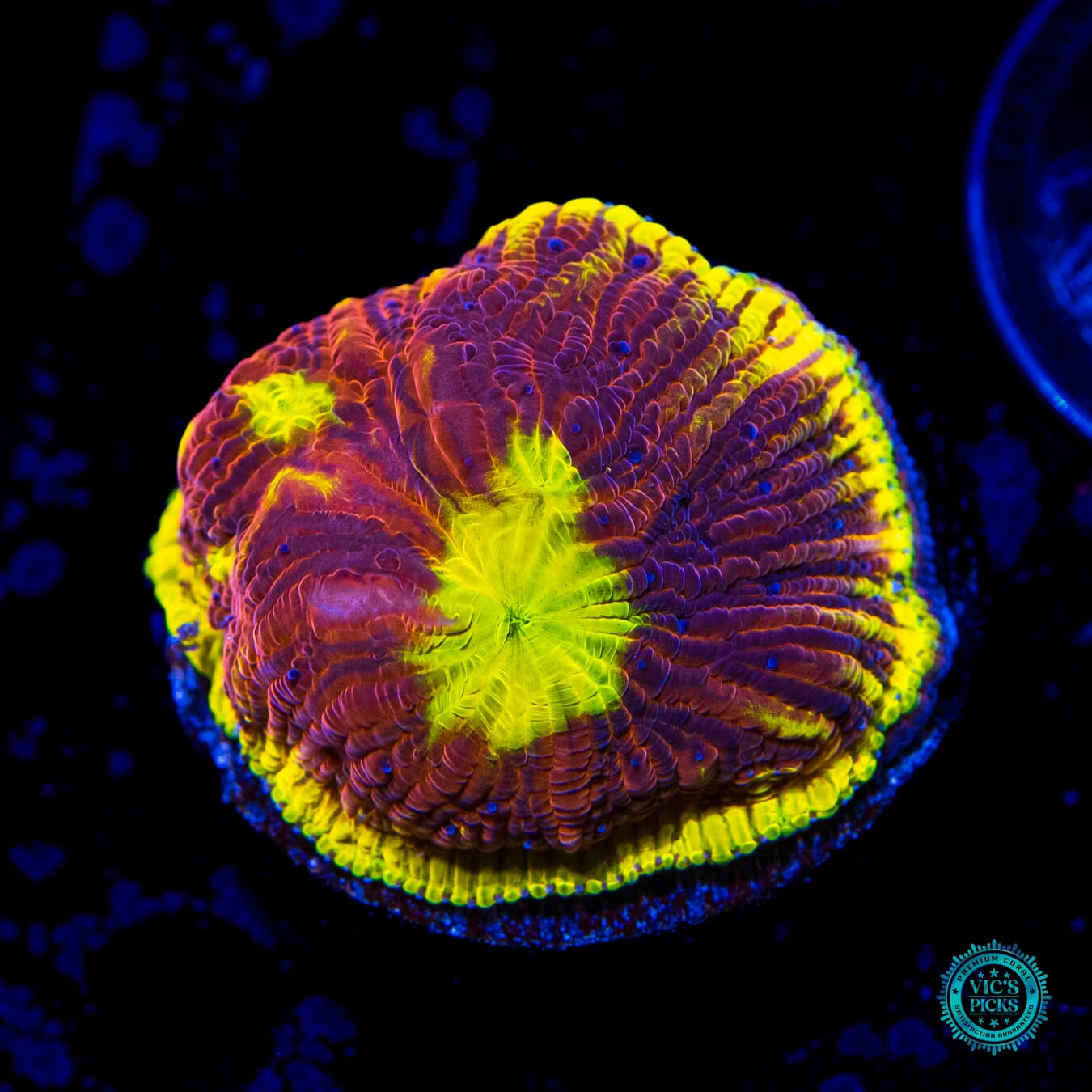 WWC Henchman Diaseris Plate Coral - Daylight Photo