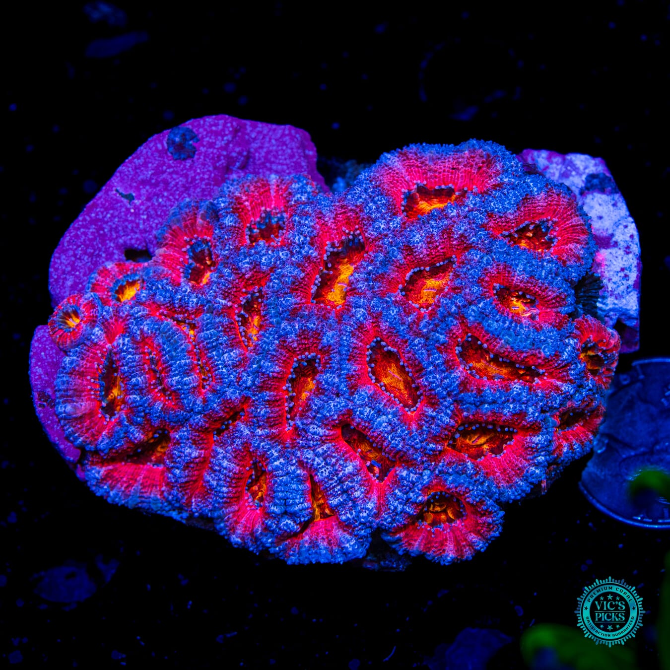 Homegrown Lava Bomb Aussie Lord - Daylight Photo