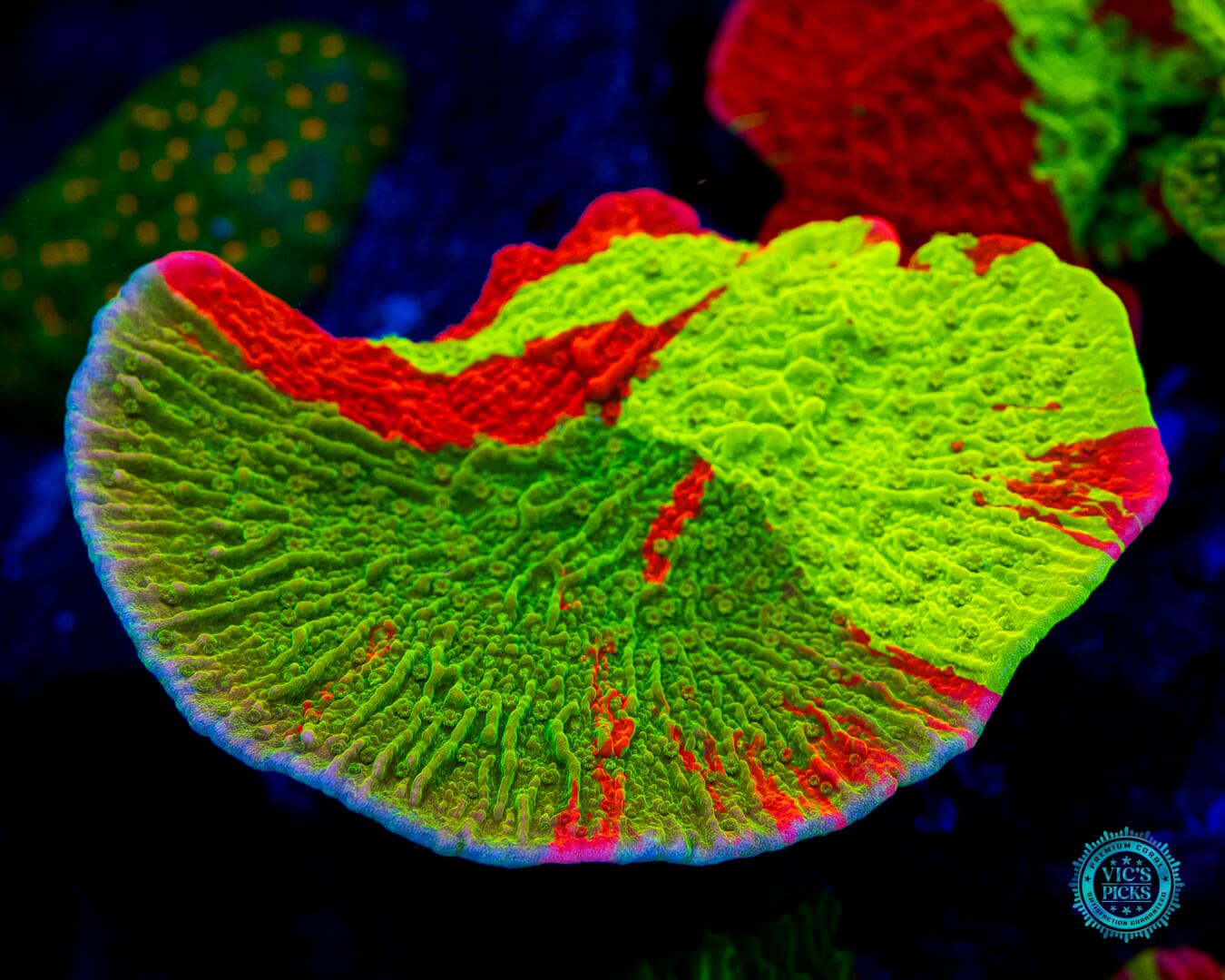 WWC Triple Threat Grafted Montipora - Daylight Photo