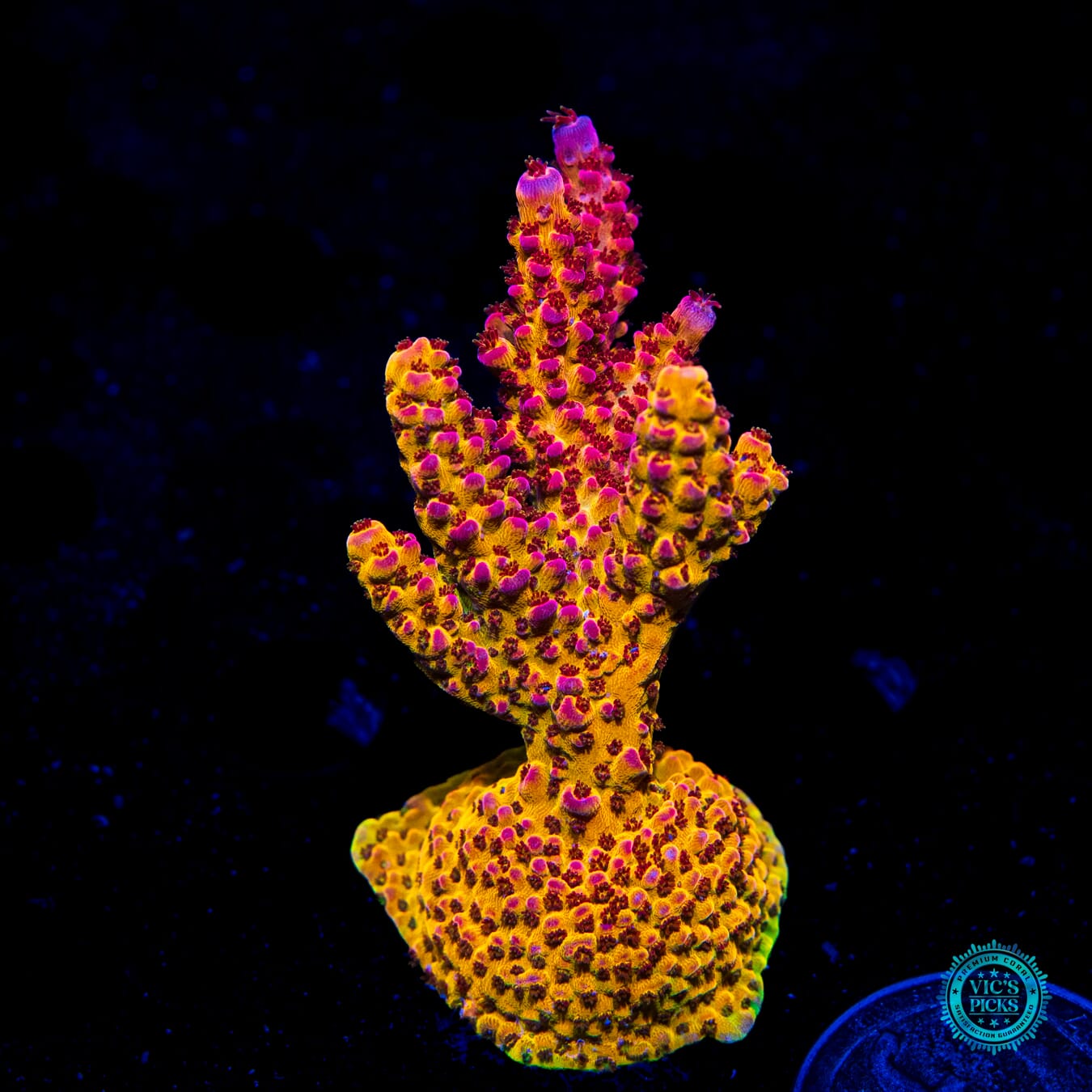 PC Rainbow Acropora - Daylight Photo