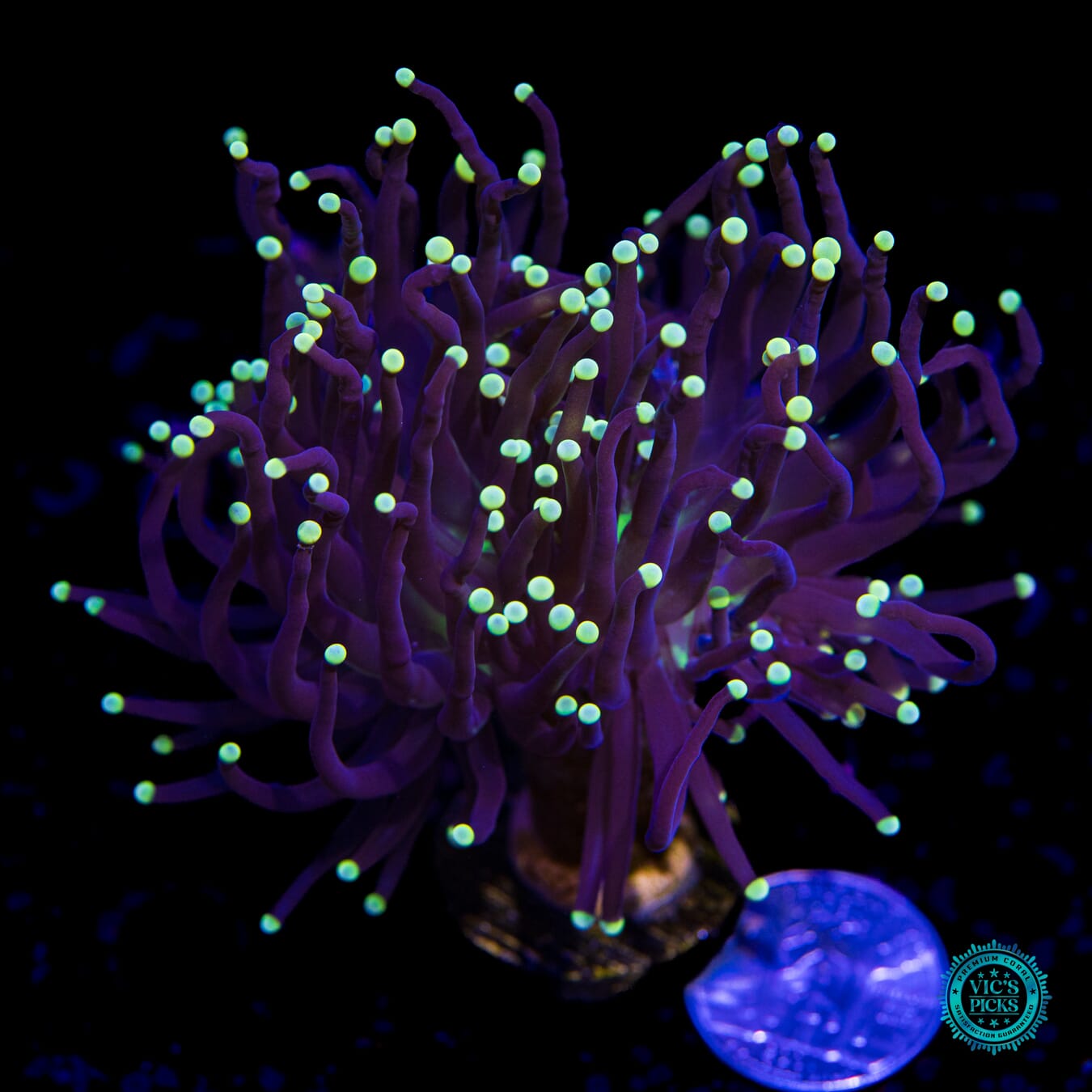 Poison Tipped Torch - Actinic Photo