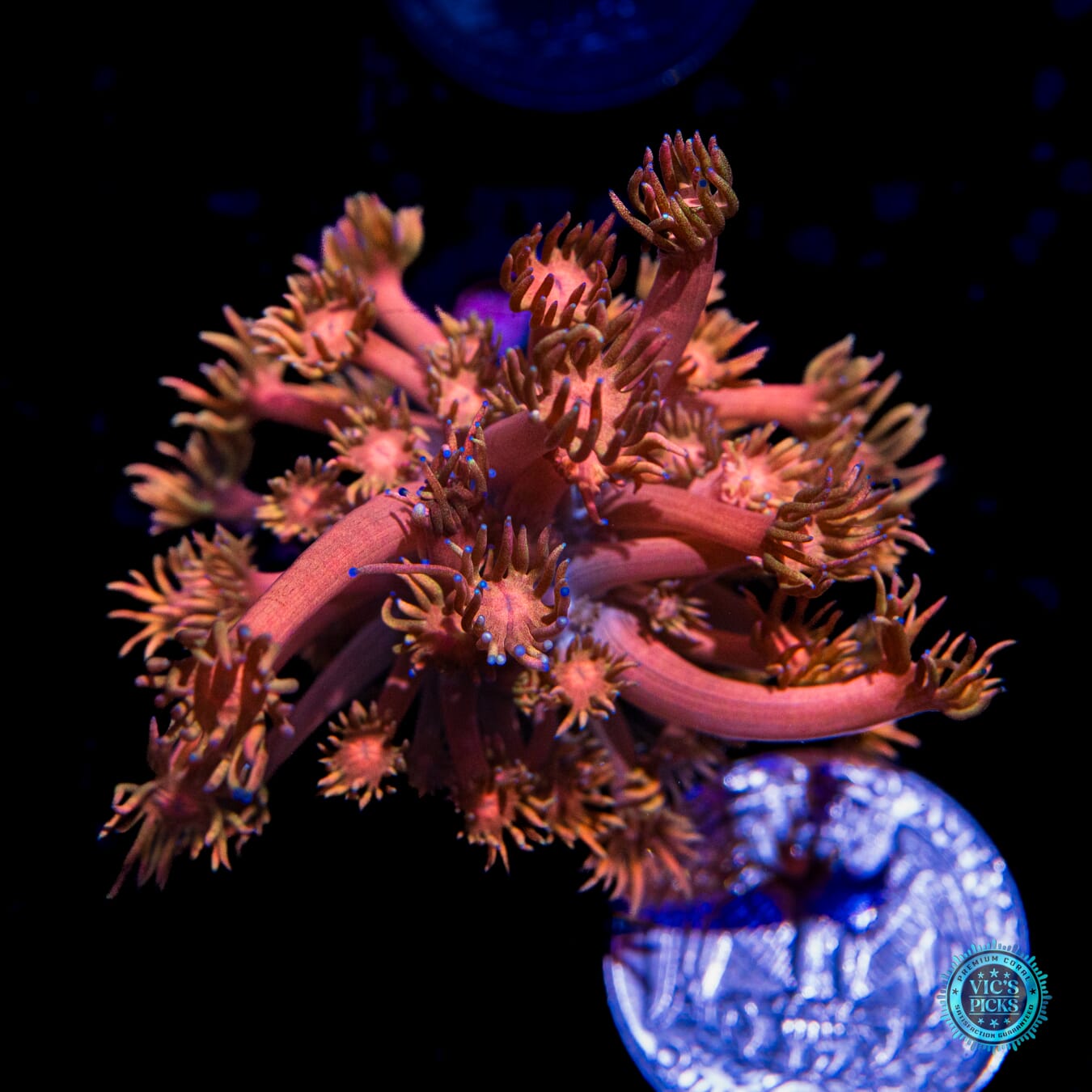 WWC Mango King Goniopora - Actinic Photo