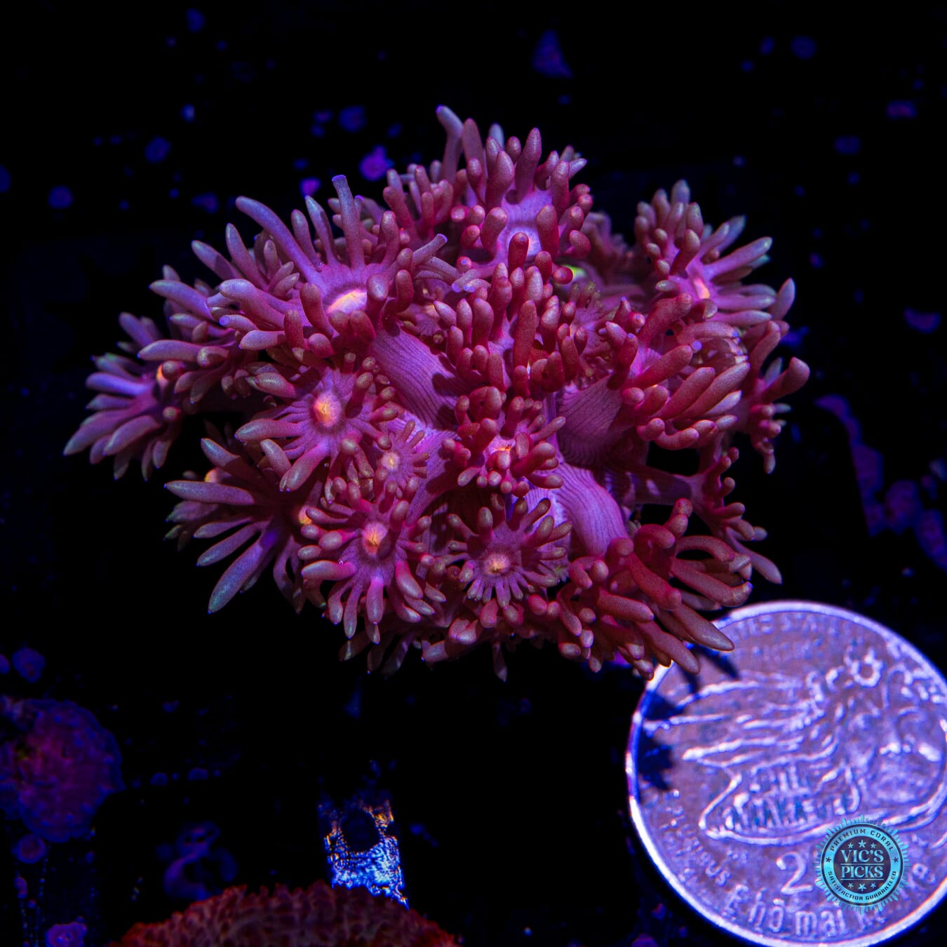 Purple Parrot Goniopora - Actinic Photo