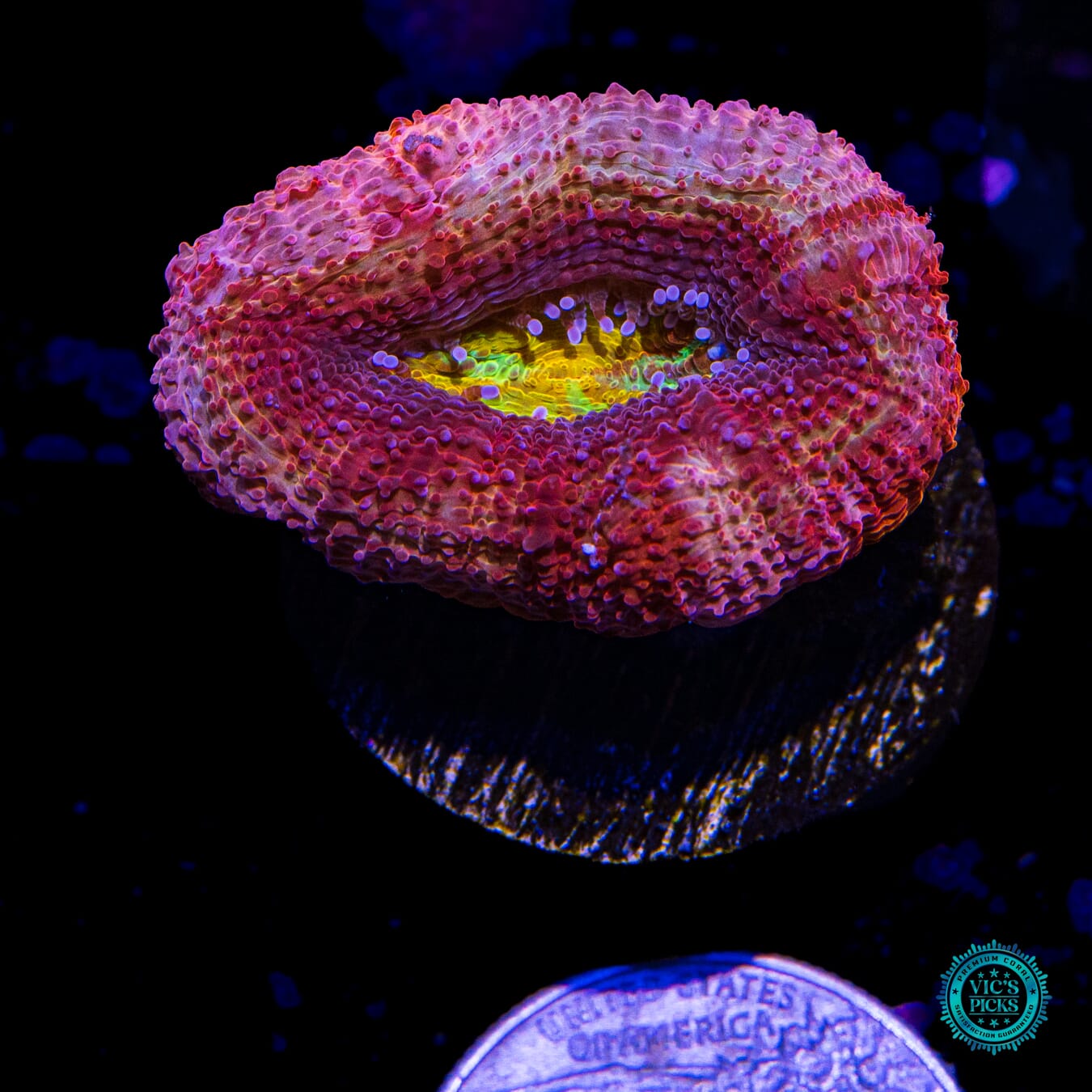 WWC Master of the Elements Bowerbanki - Actinic Photo