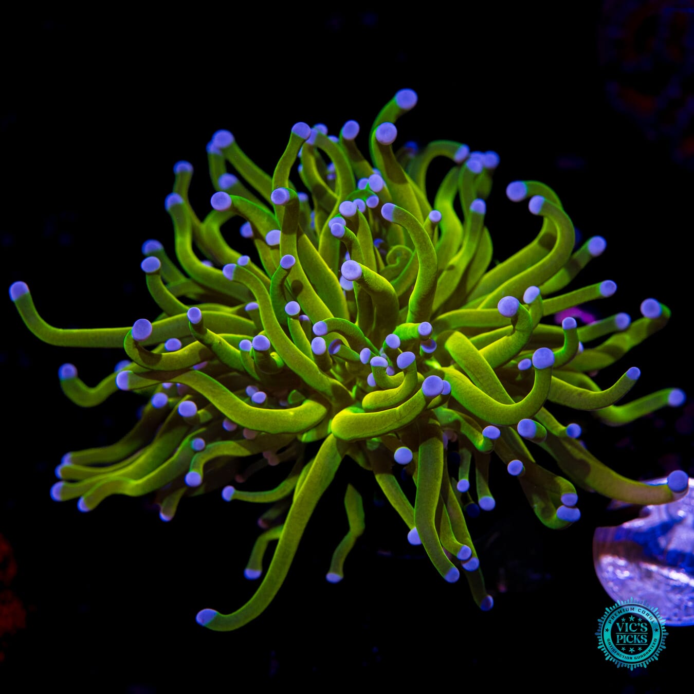 WWC In-House Spawned Banana Grail Torch  - Actinic Photo