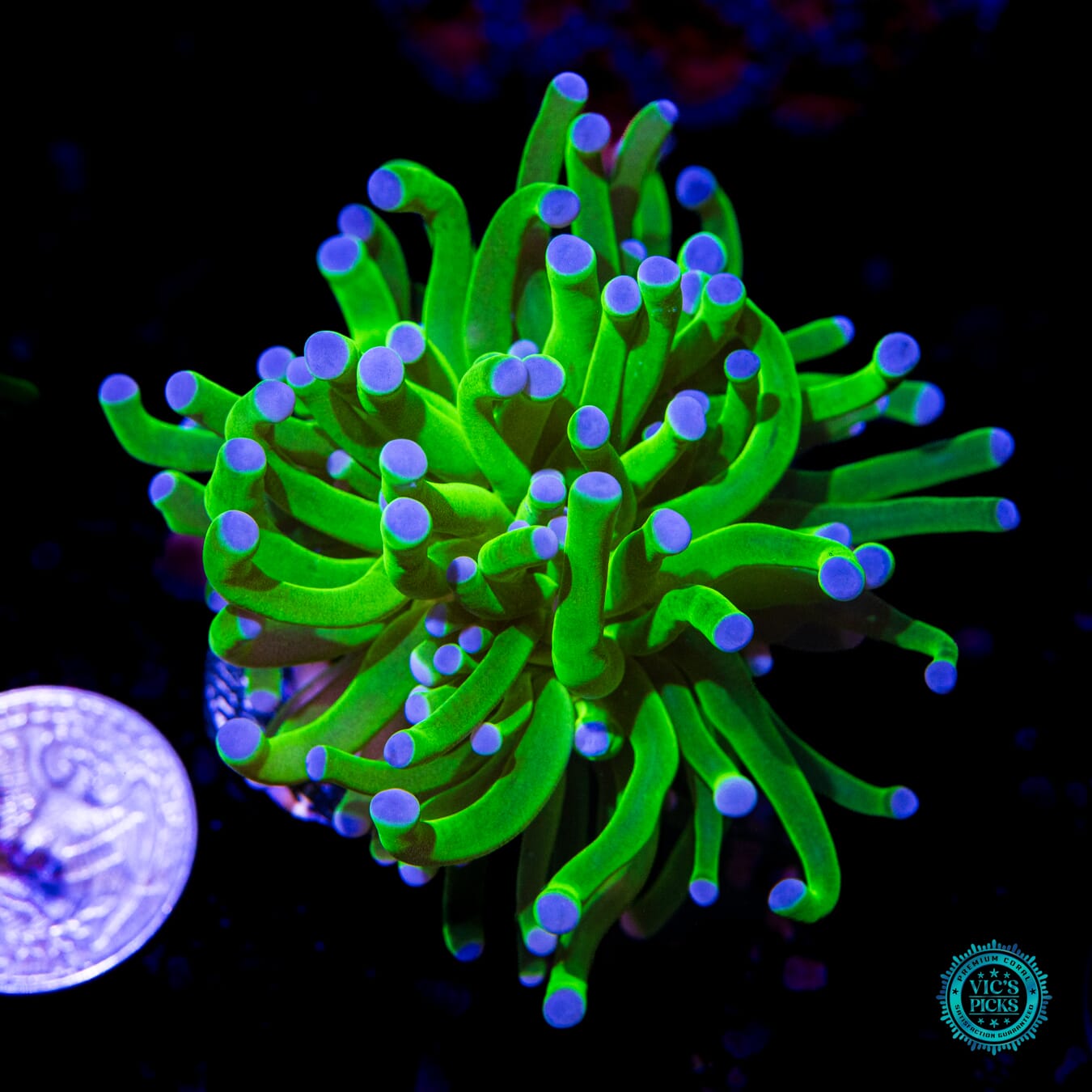 WWC In-House Spawned Blue Tip Torch  - Actinic Photo