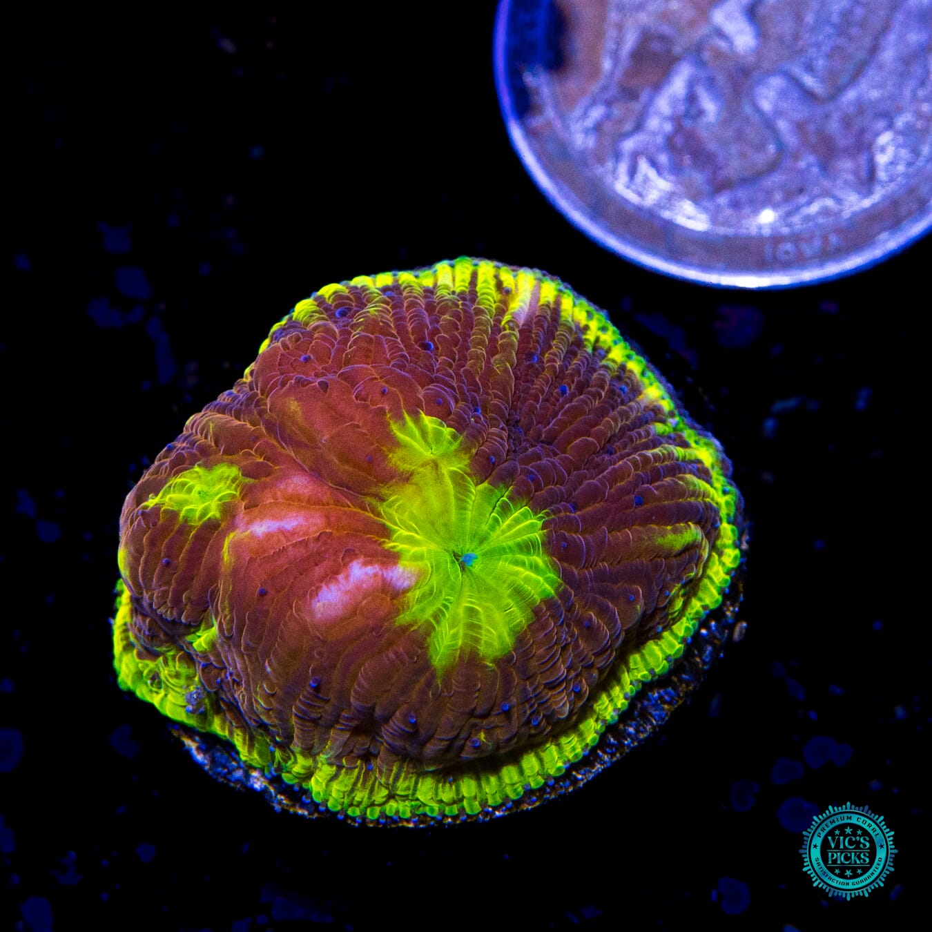 WWC Henchman Diaseris Plate Coral - Actinic Photo