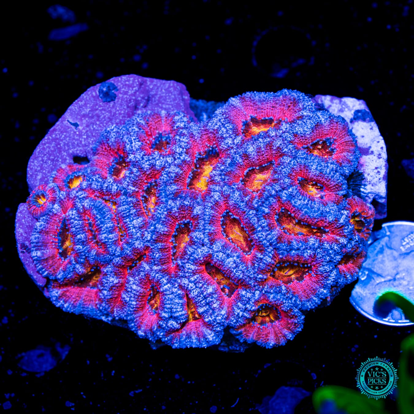Homegrown Lava Bomb Aussie Lord - Actinic Photo
