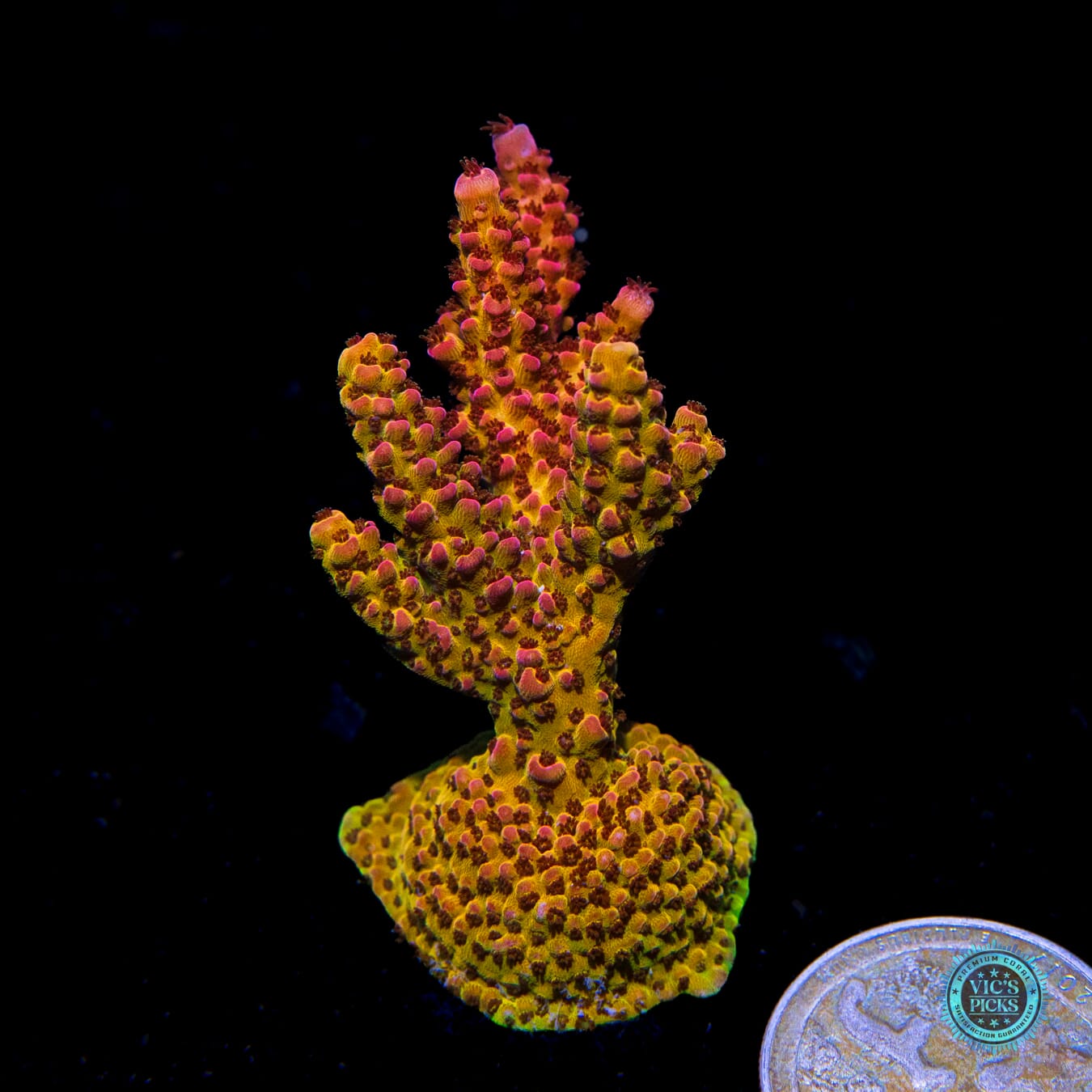 PC Rainbow Acropora - Actinic Photo