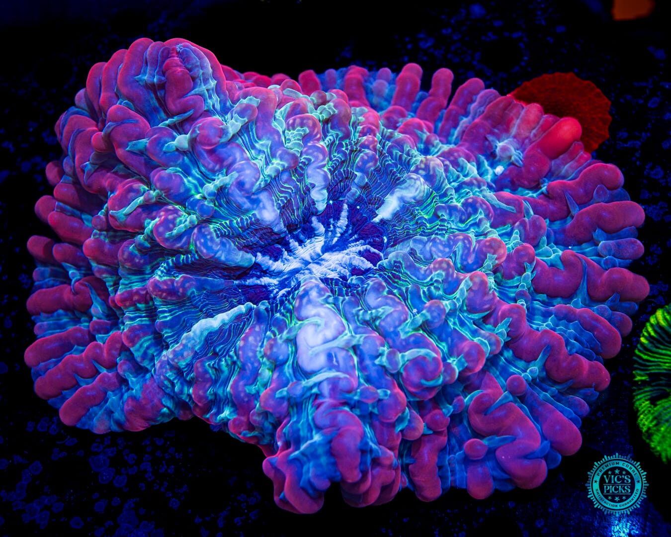 Lava Lamp Indophyllia - Daylight Photo