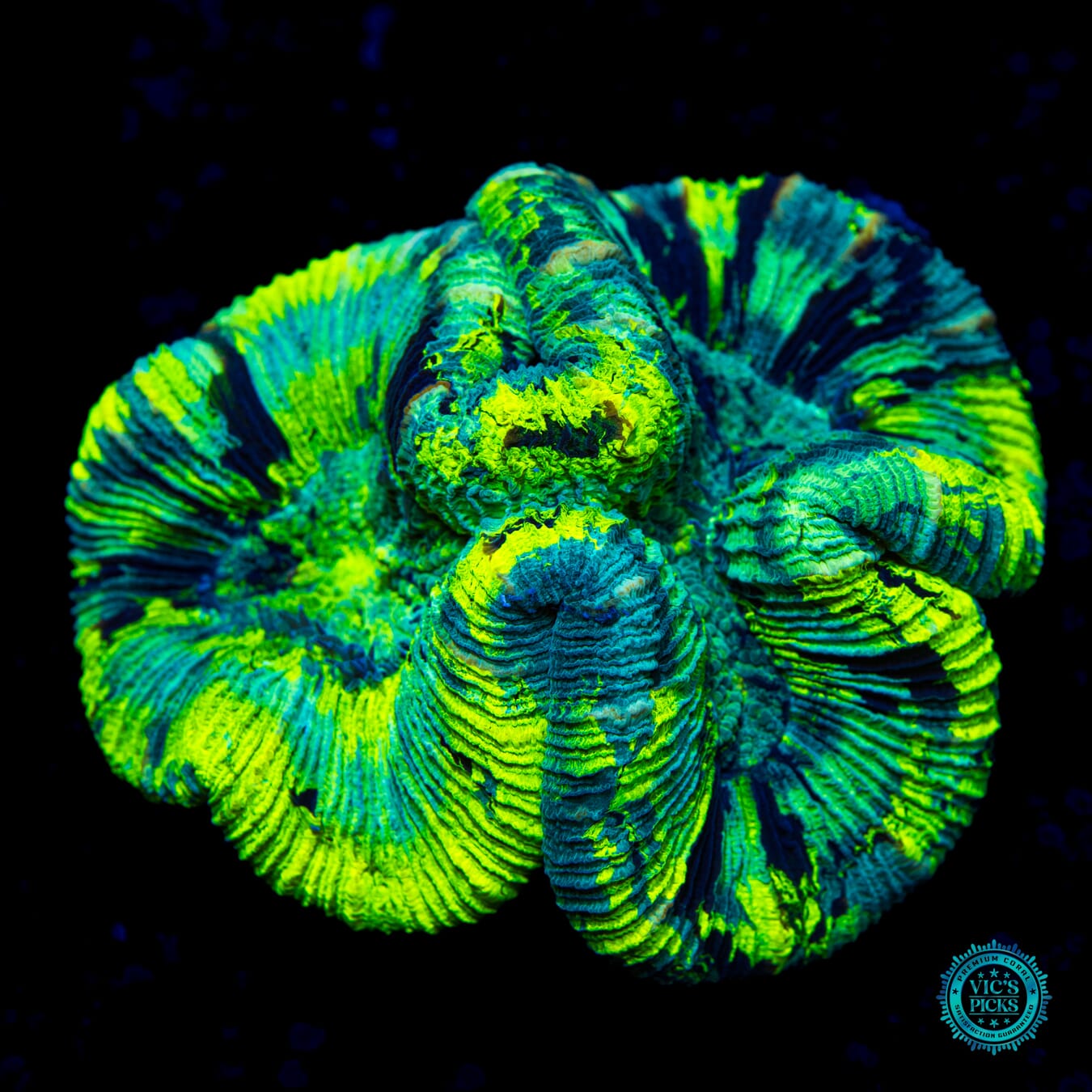 Poison Cloud Trachyphyllia - Daylight Photo
