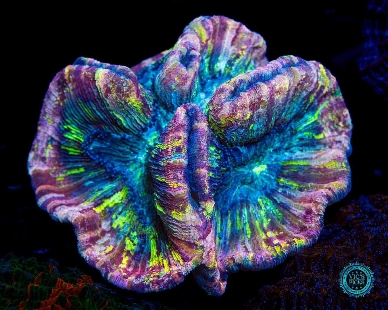 Paintball Paradise Trachyphyllia - Daylight Photo